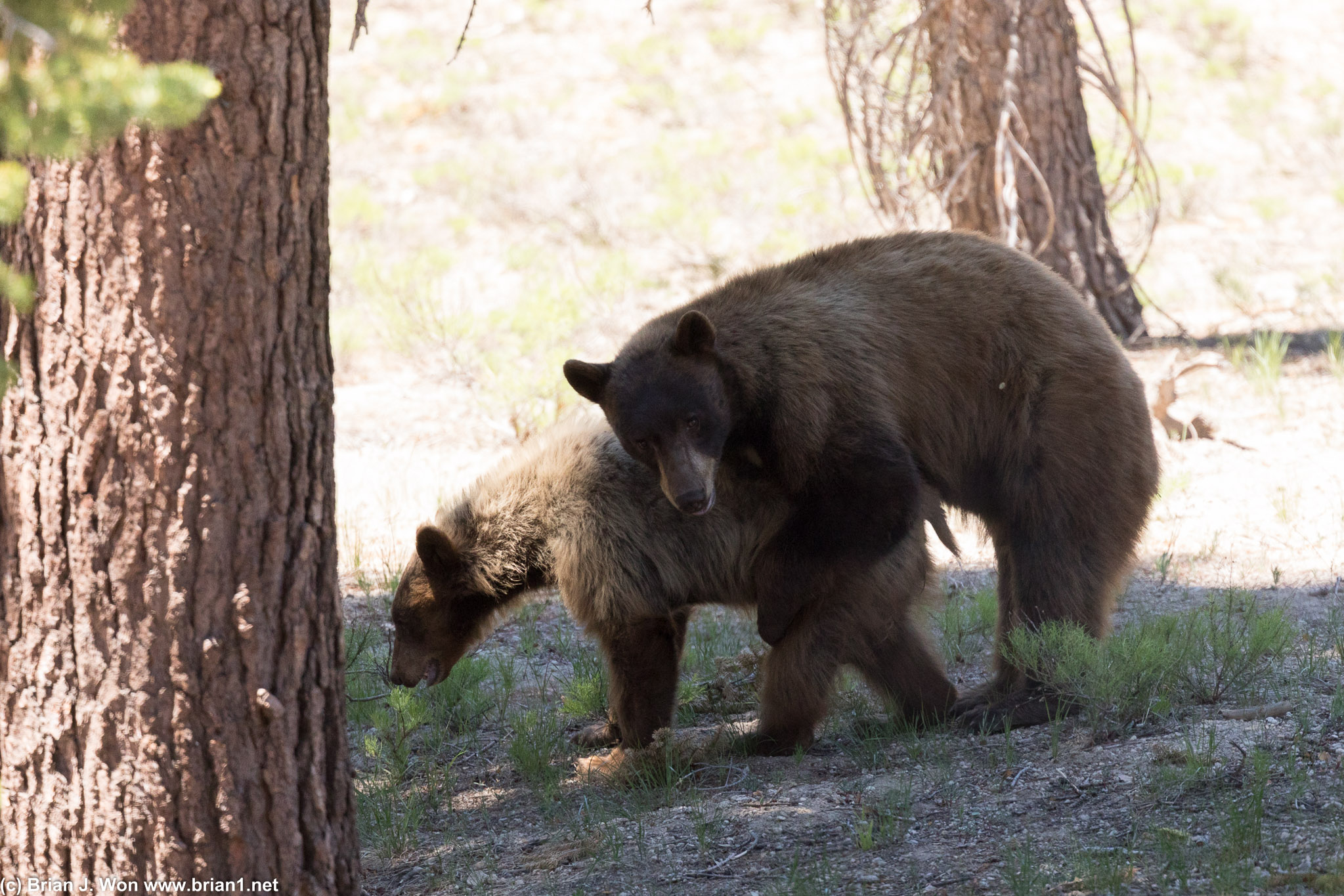 Mama bear and cub safely across the road.