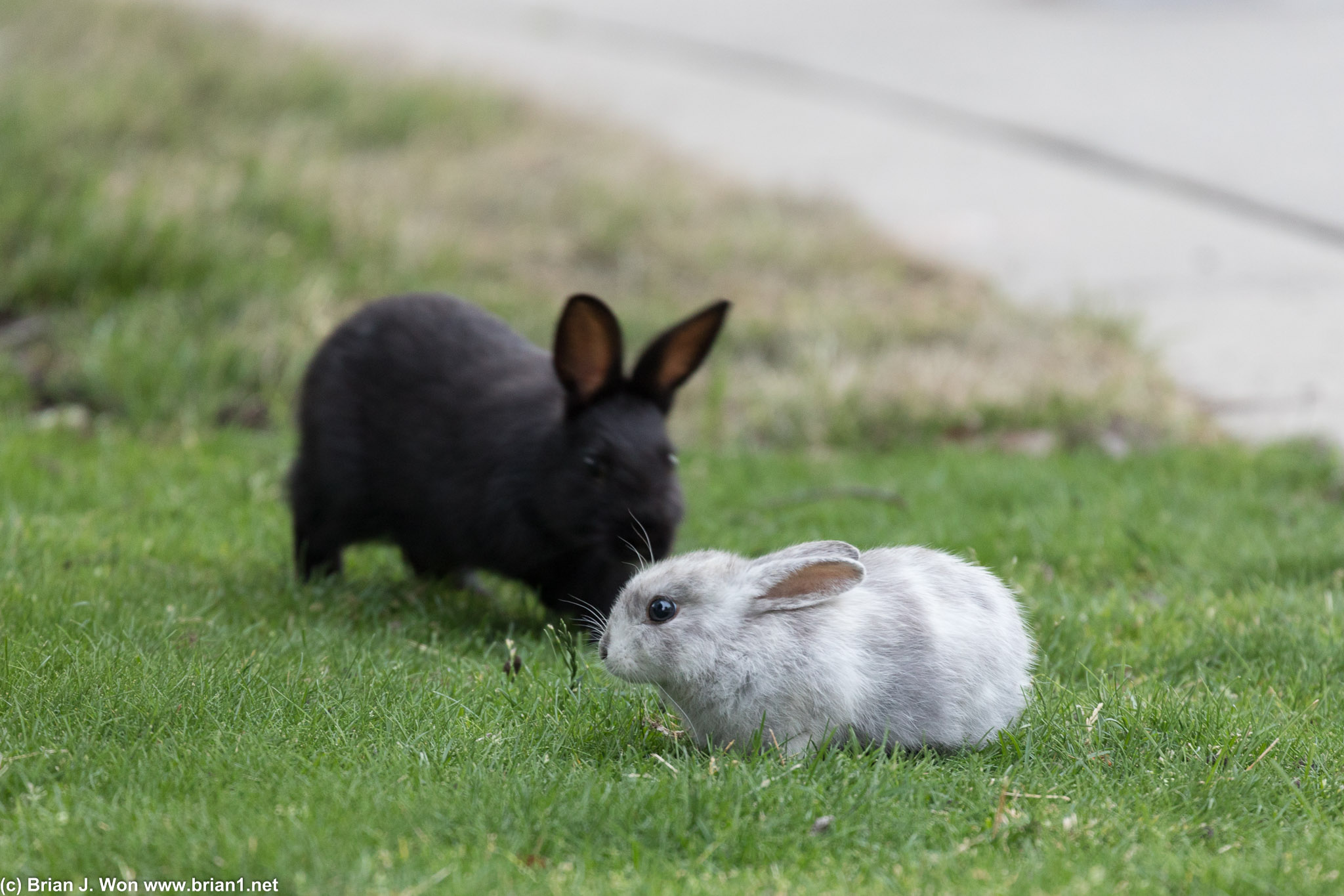 The white and grey guy was super cute.