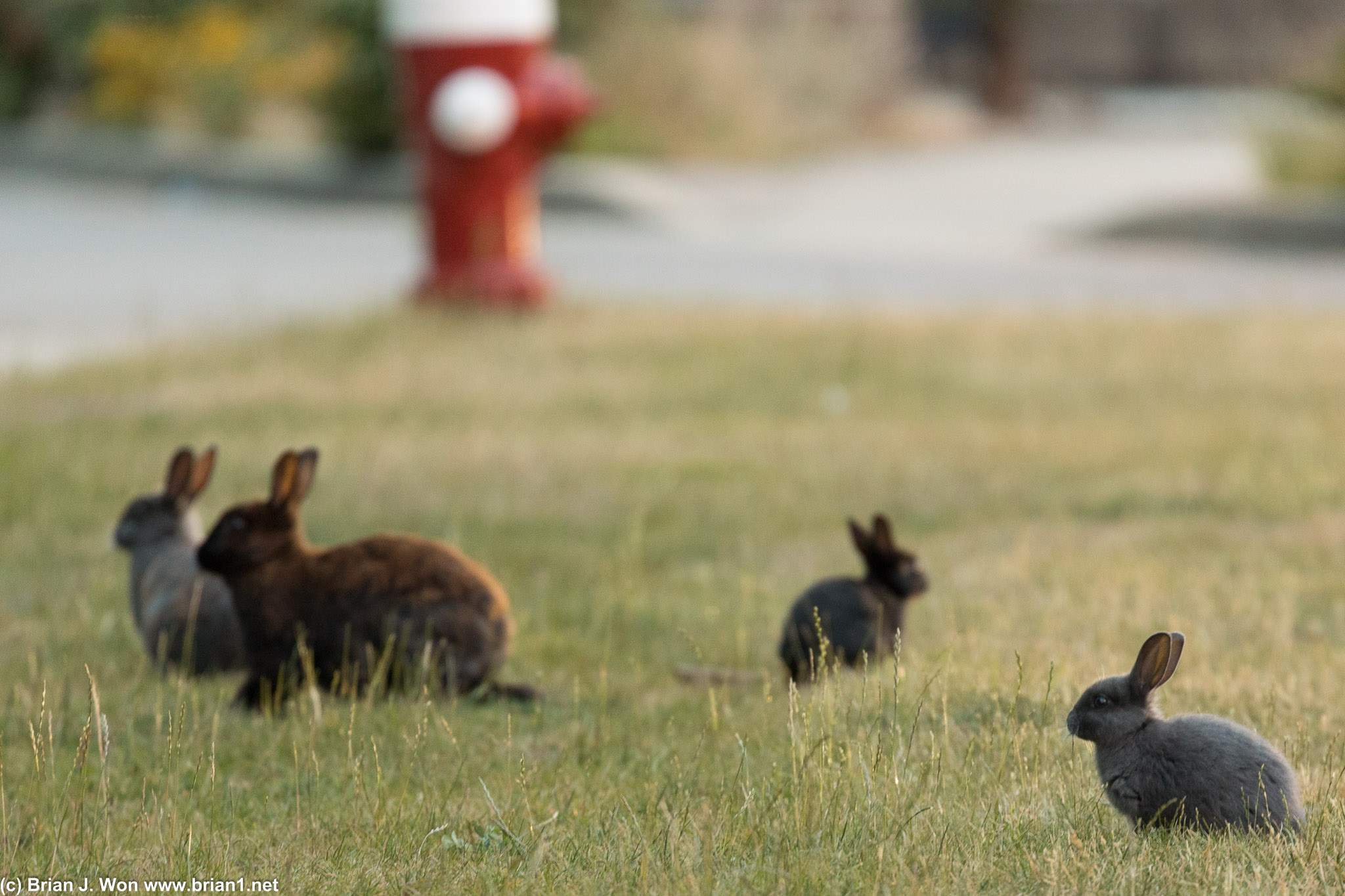 Bunnies everywhere!