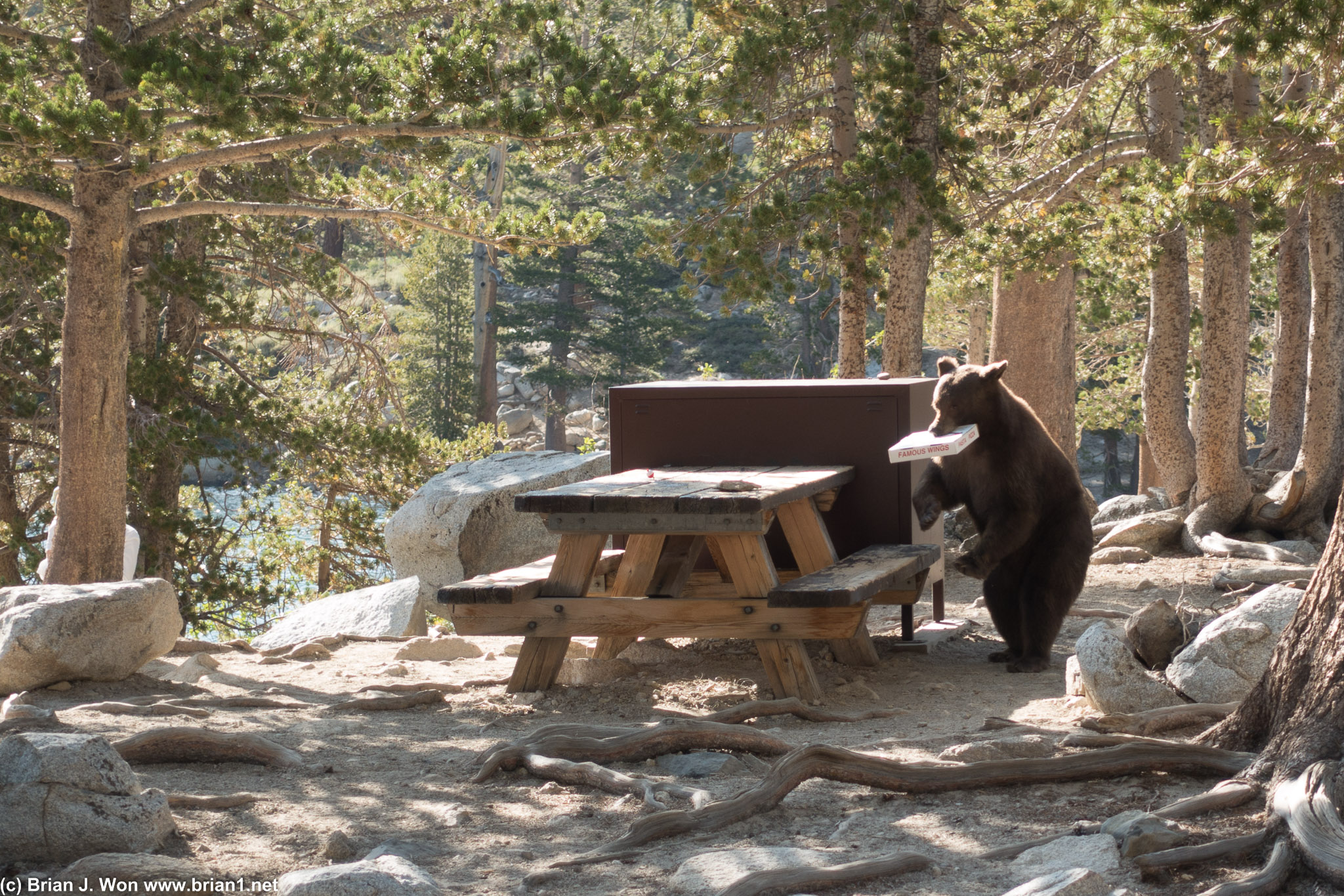 Bear is hungry.