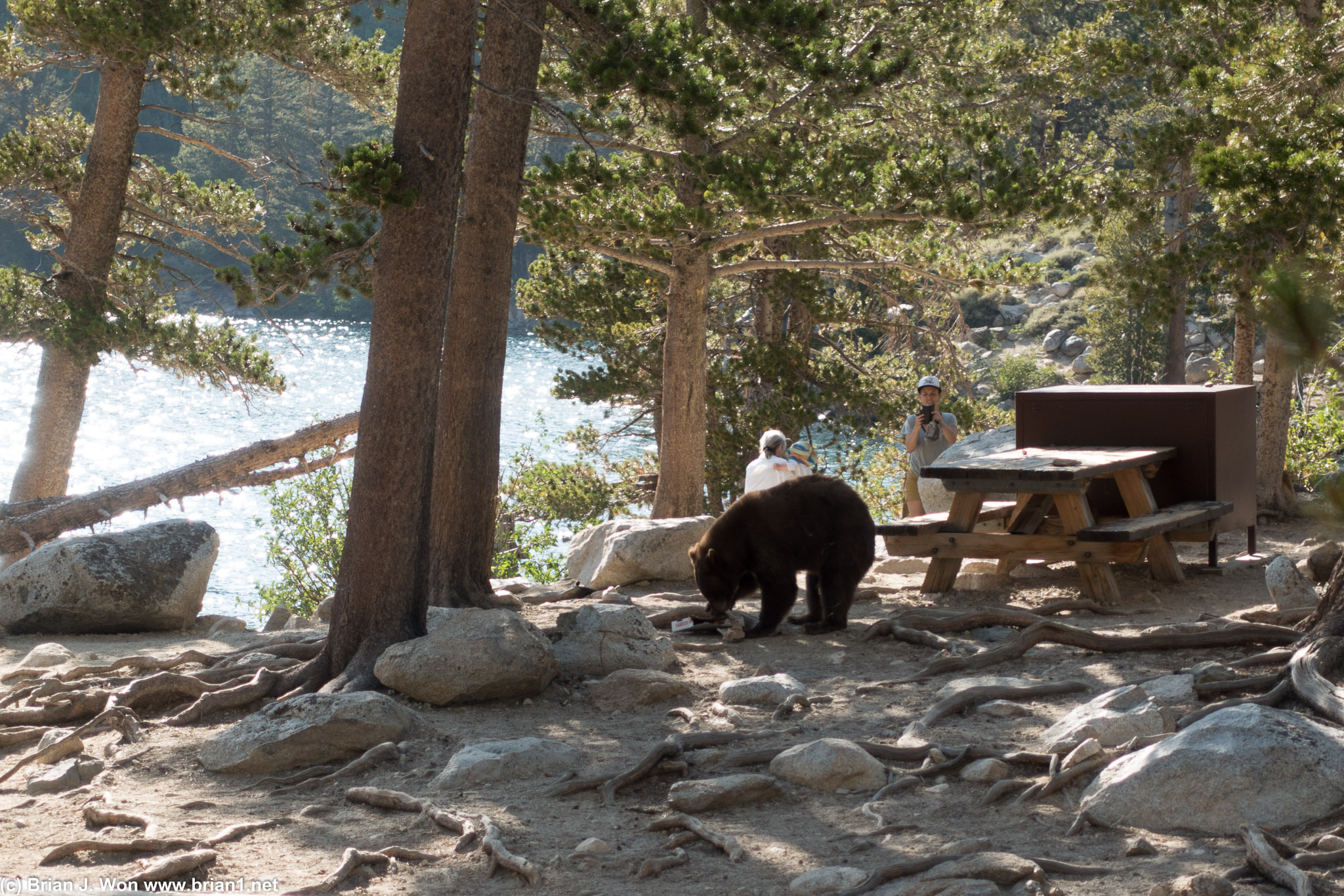 Lady with the baby and lady photographing the bear... are you trying to become the second course?