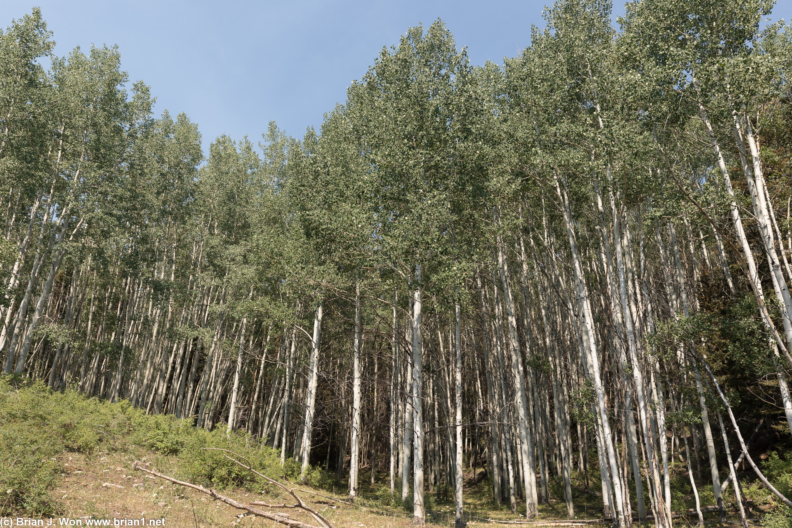 Birch forests.