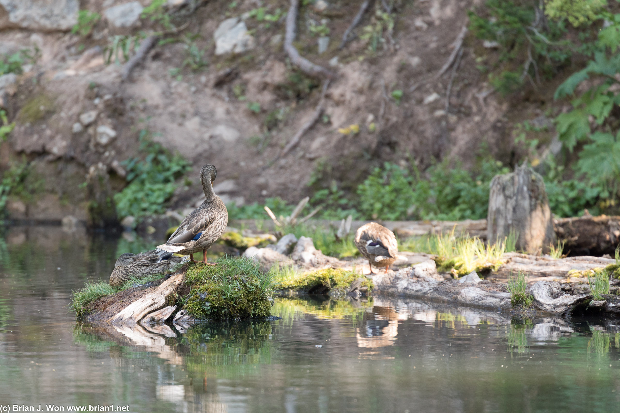 Ducks ignoring the silly humans.