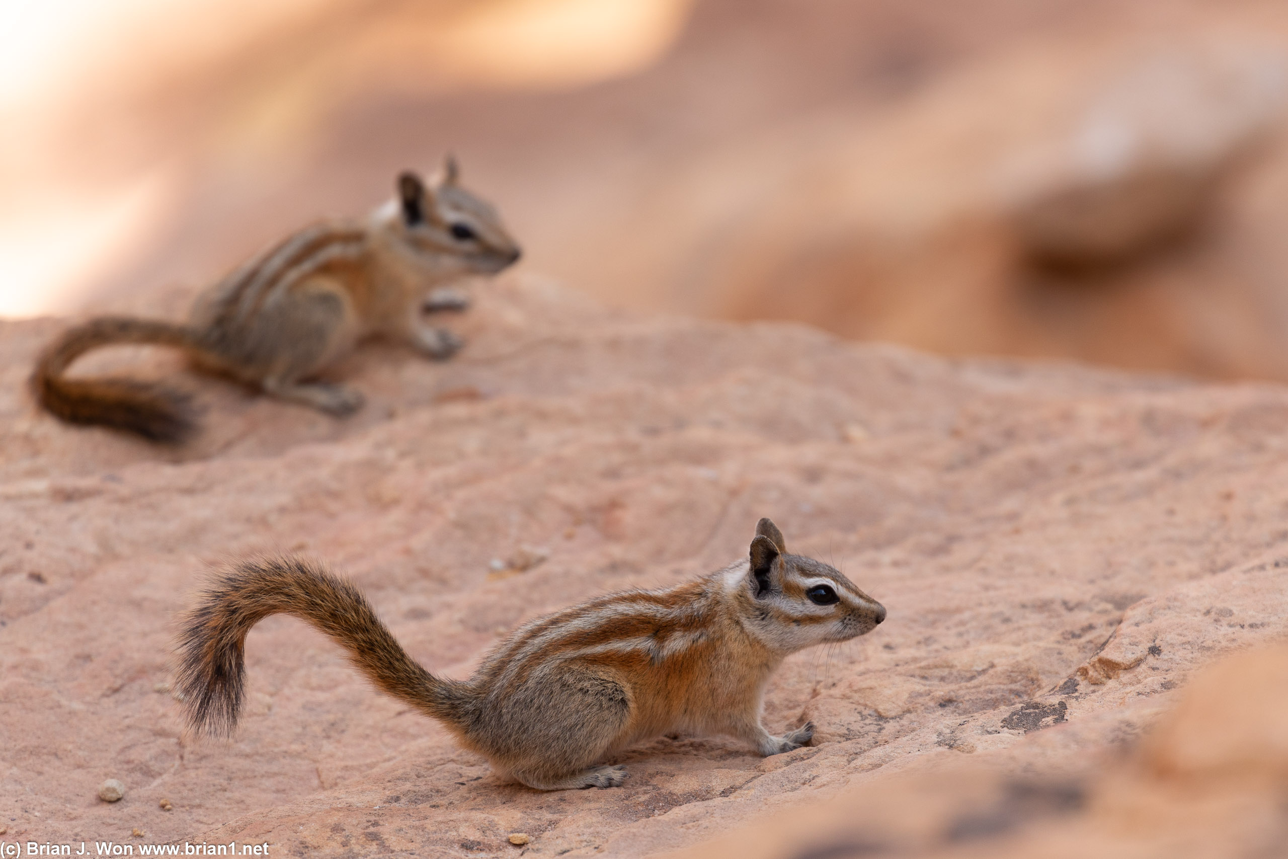Uinta chipmunks!