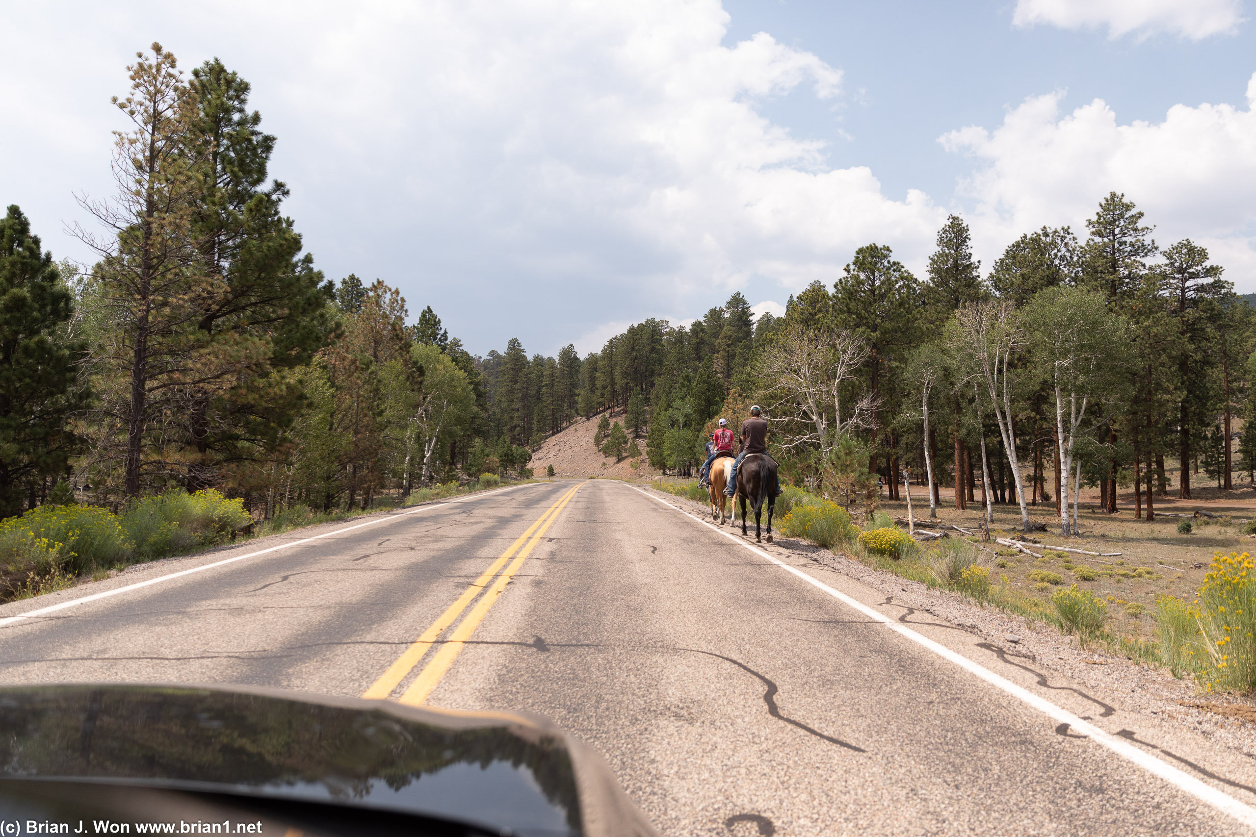 Four-legged traffic.