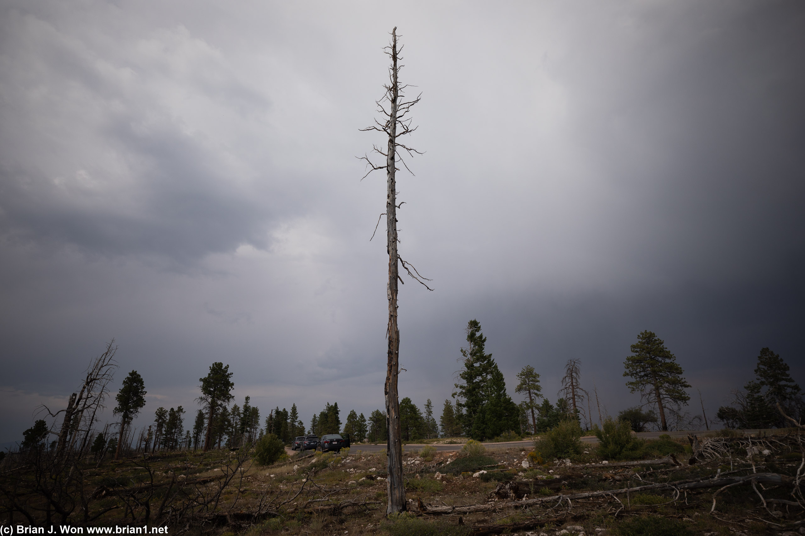 Old burns and solitary remains.