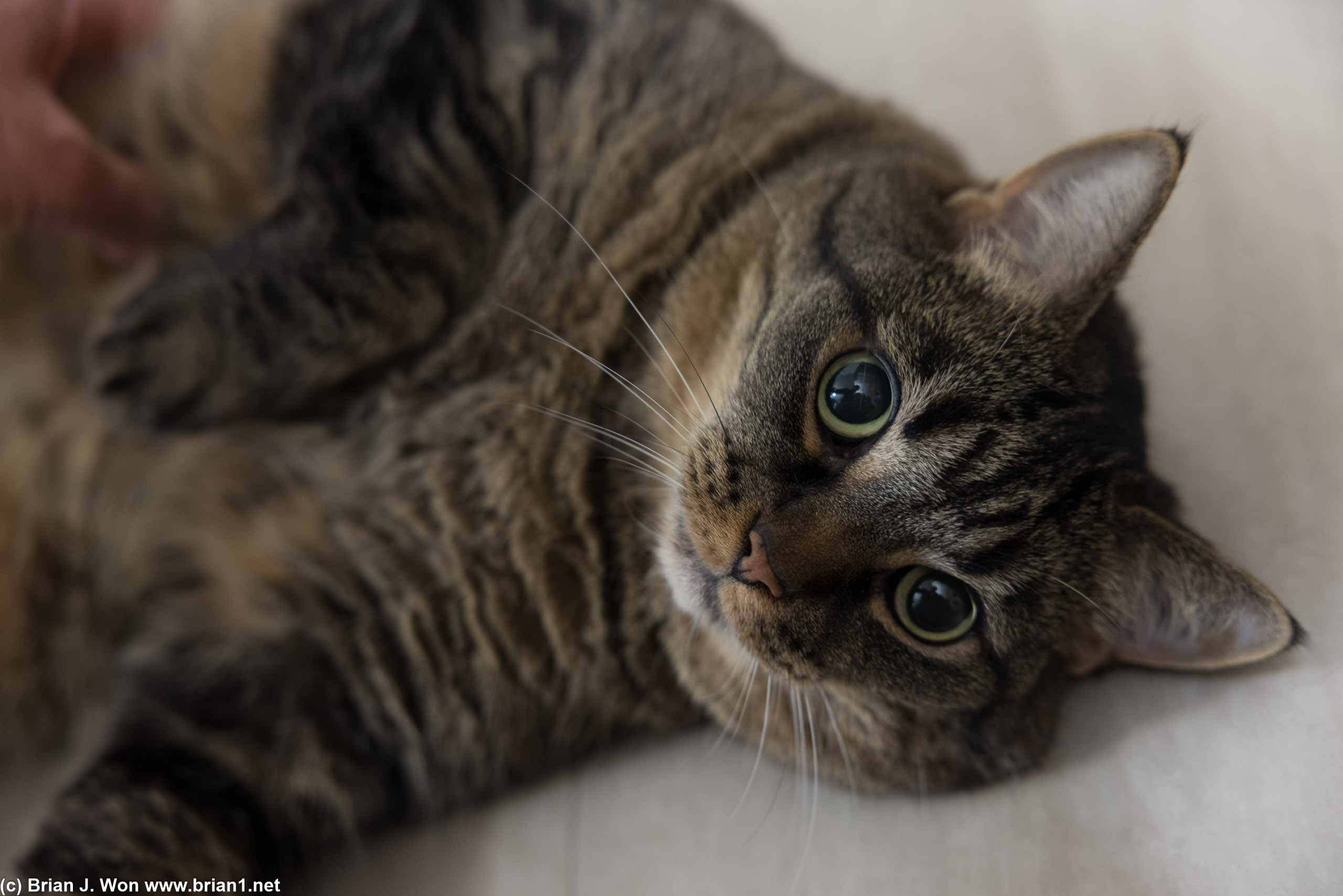 Squeaky.