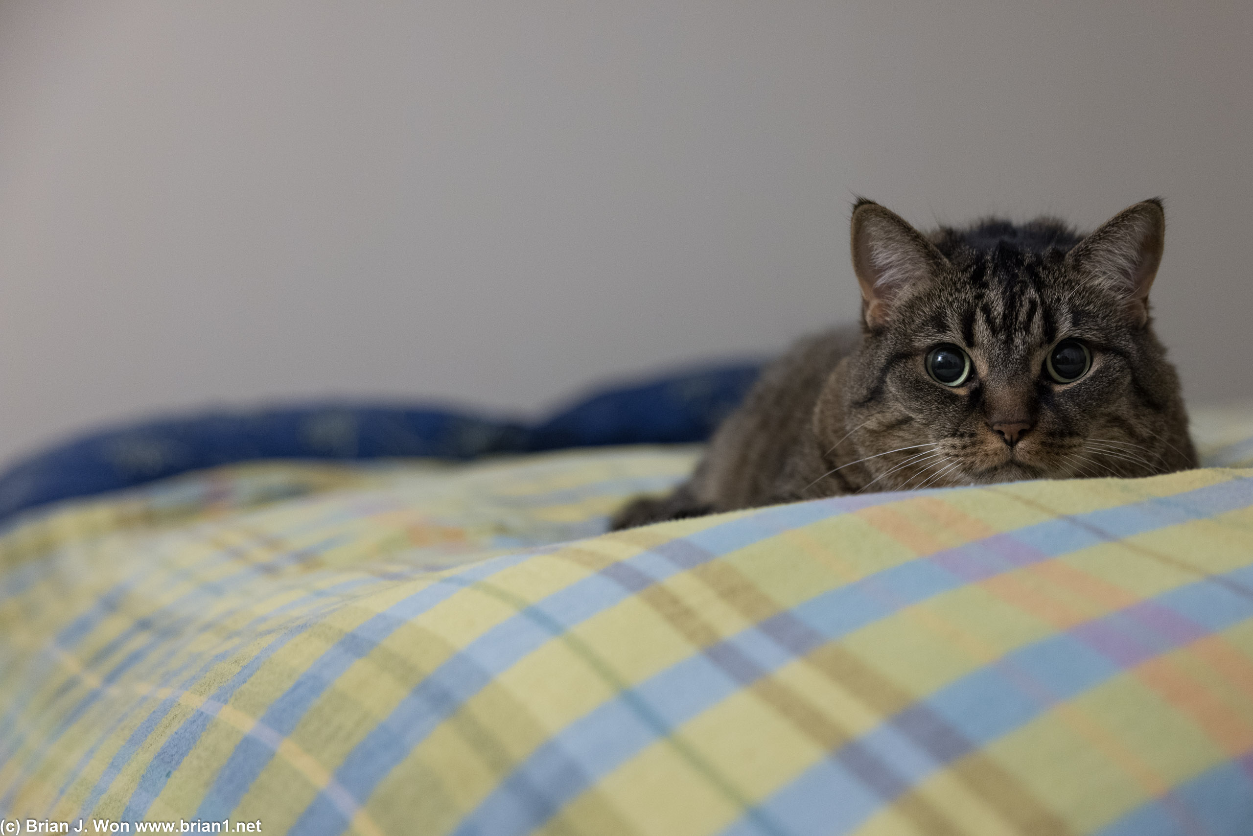 Squeaky did not kill me in my sleep, but it was a close thing.