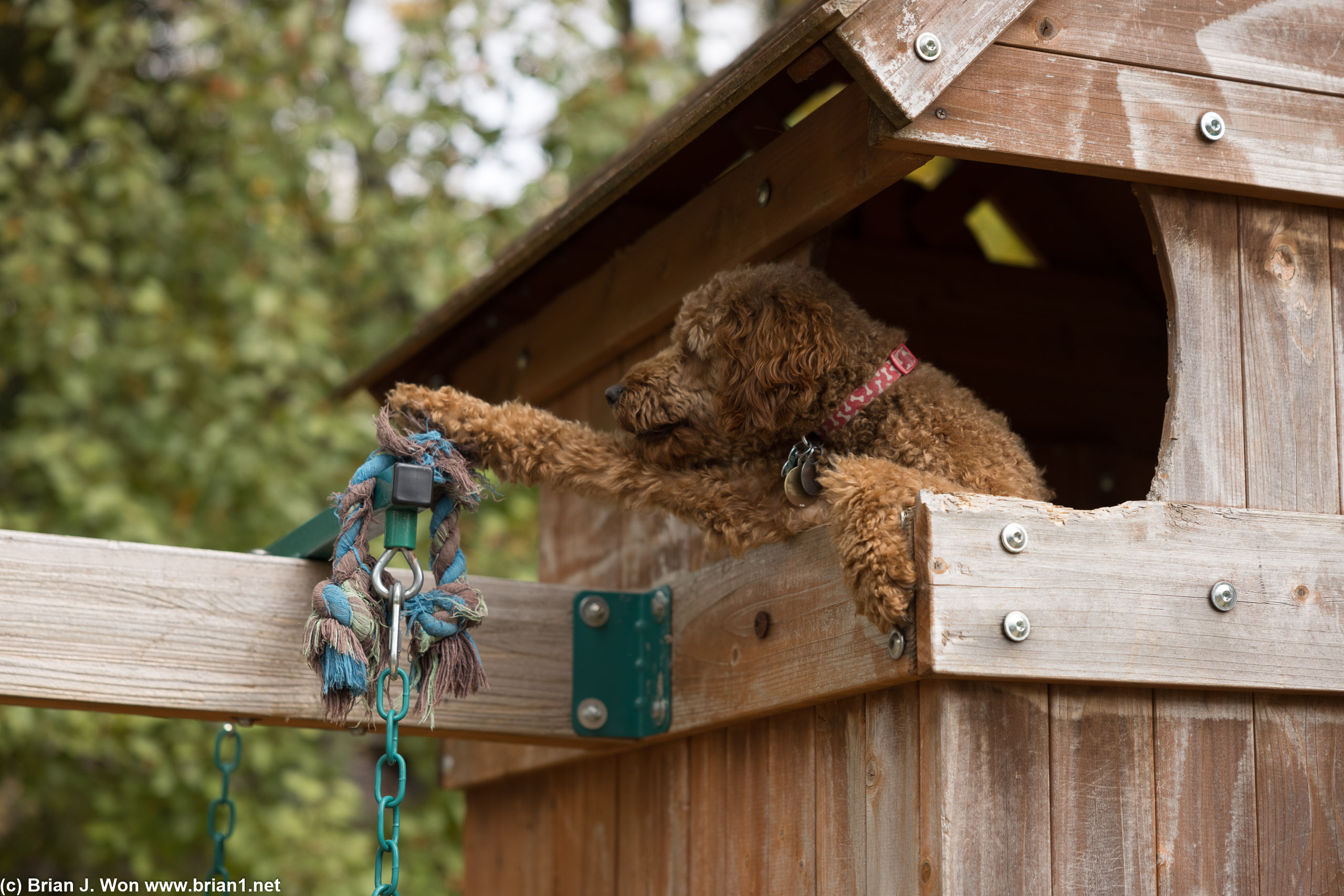 Smart dog gets the rope!