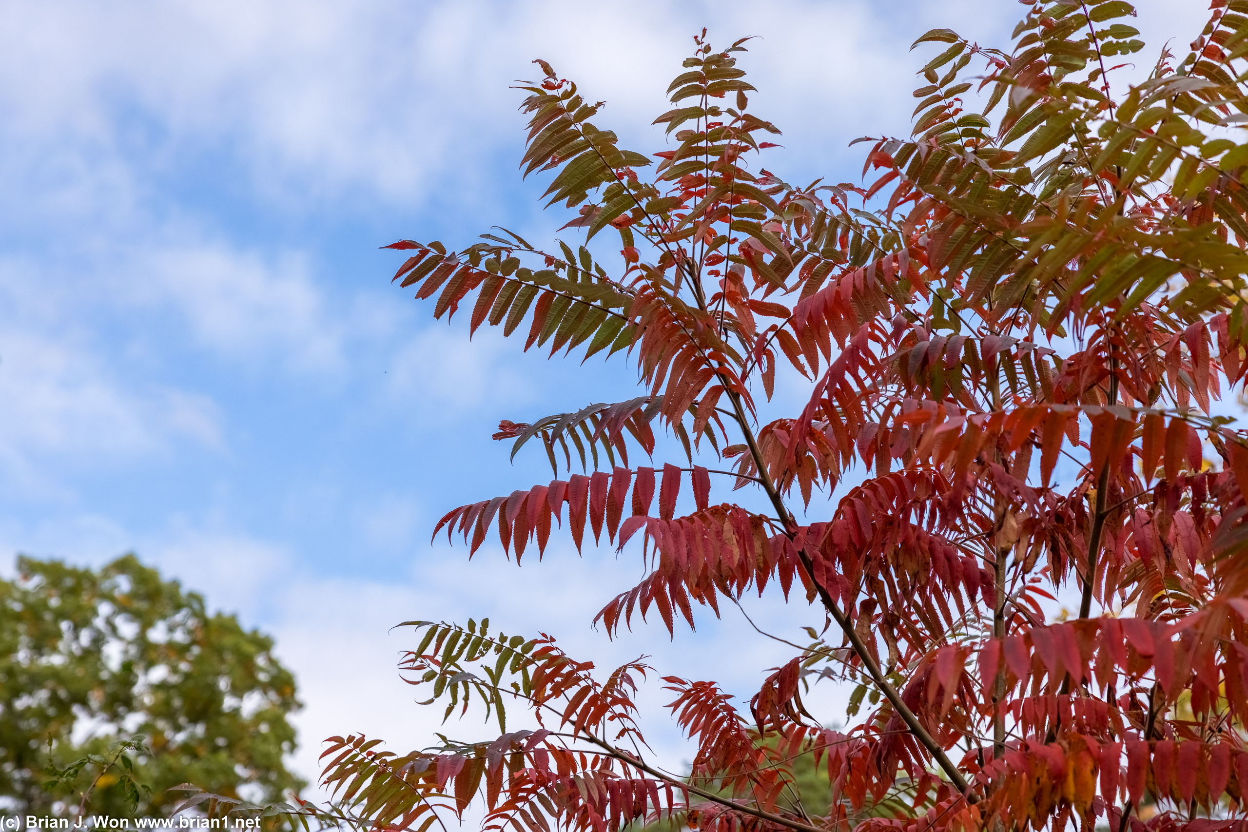 Fall colors.