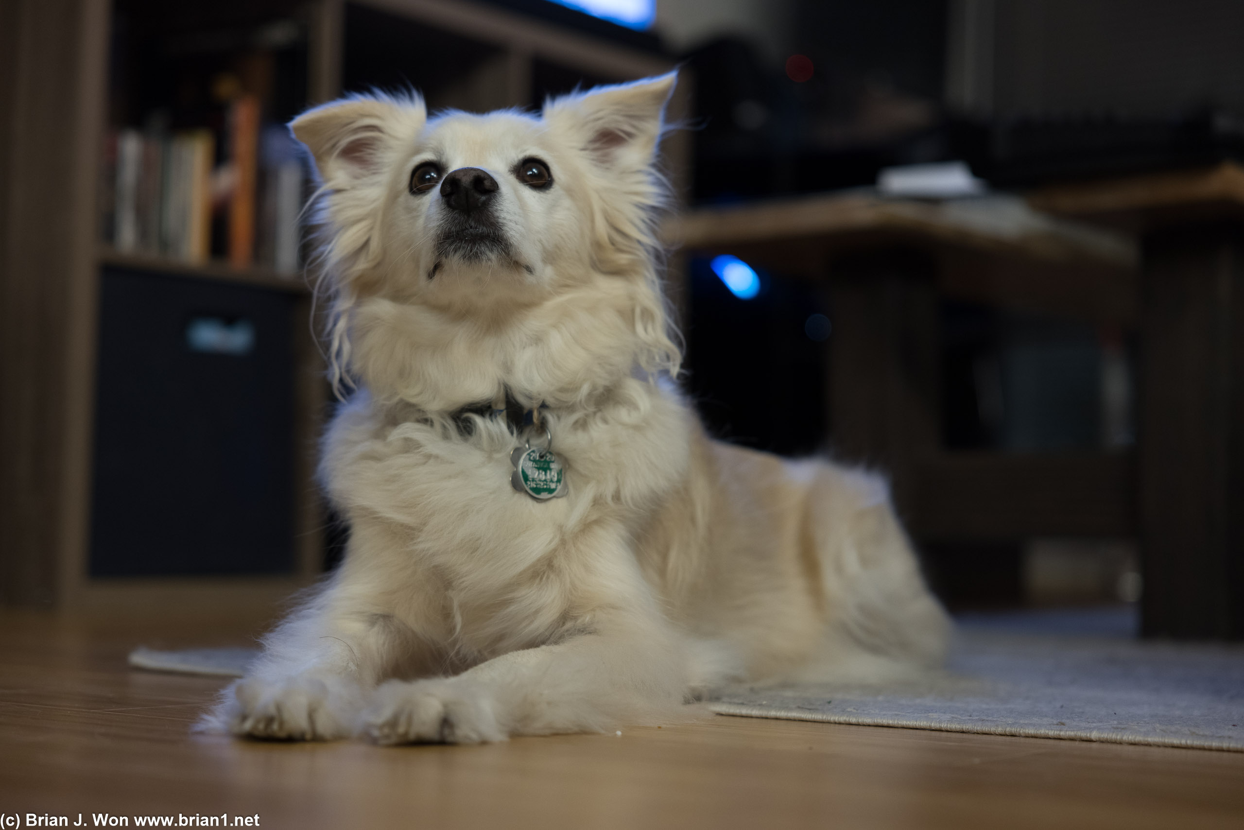 TIberius is finally paying attention to his humans.