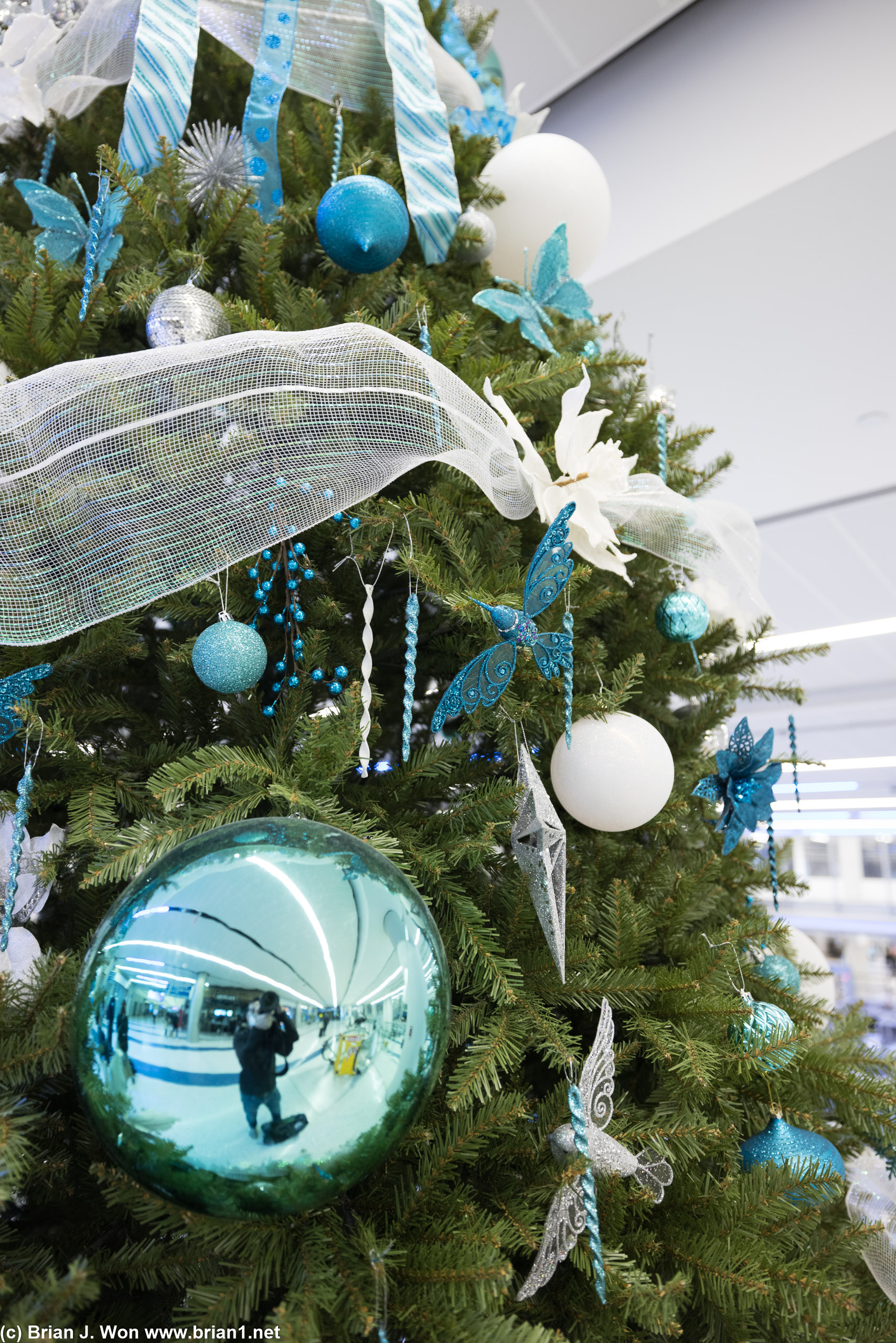 Found a Christmas tree!