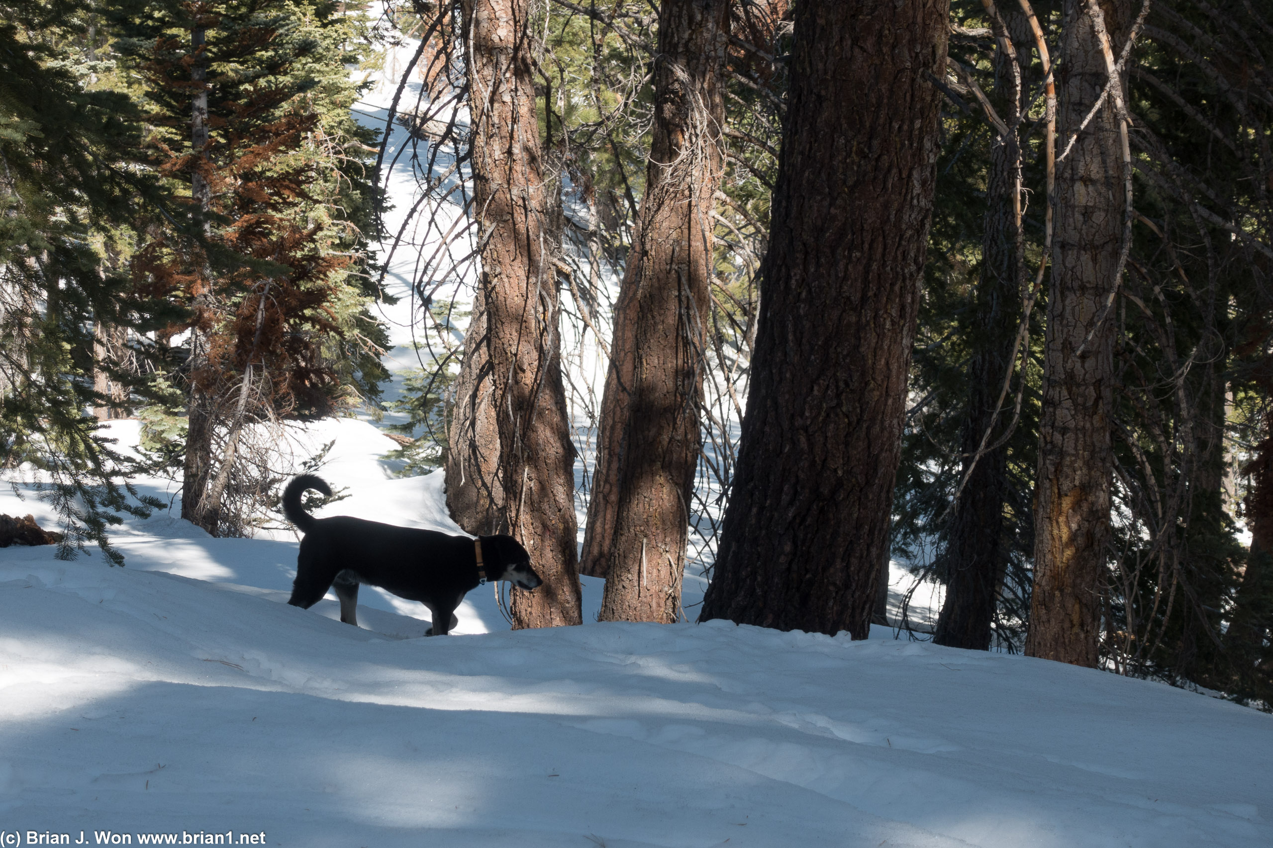 It's a snow dog.