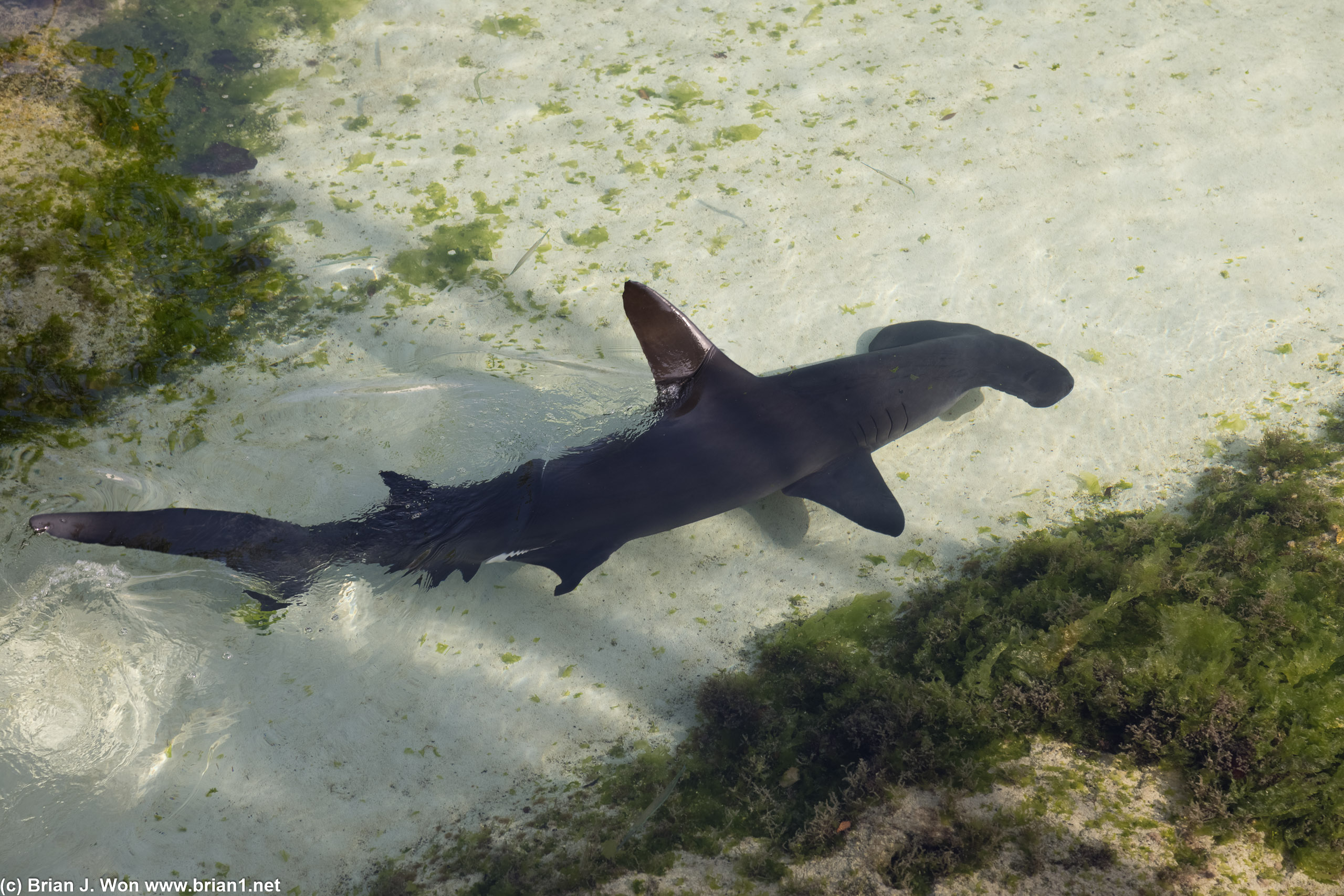 Shark lagoon.