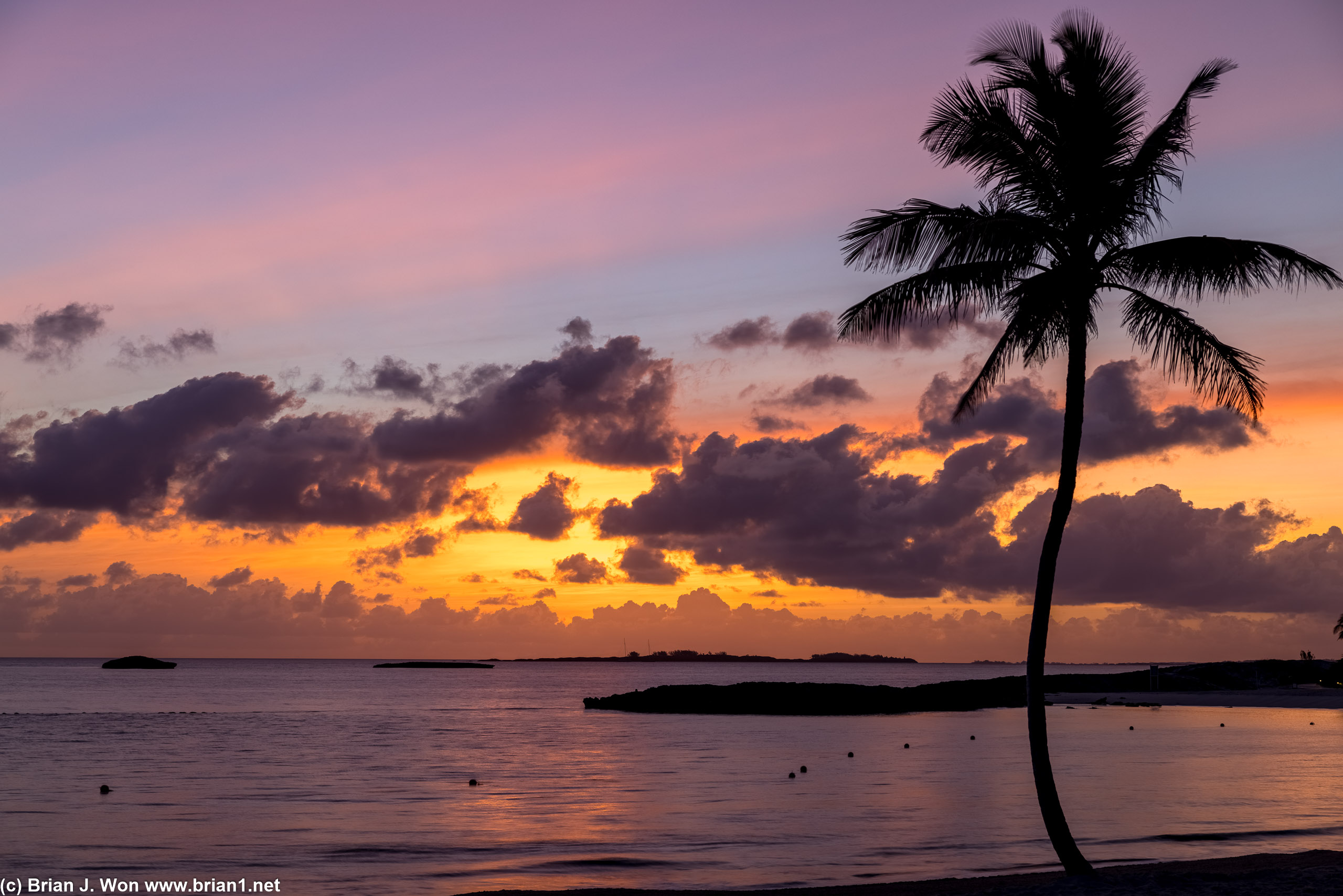 The one palm tree on the whole beach.
