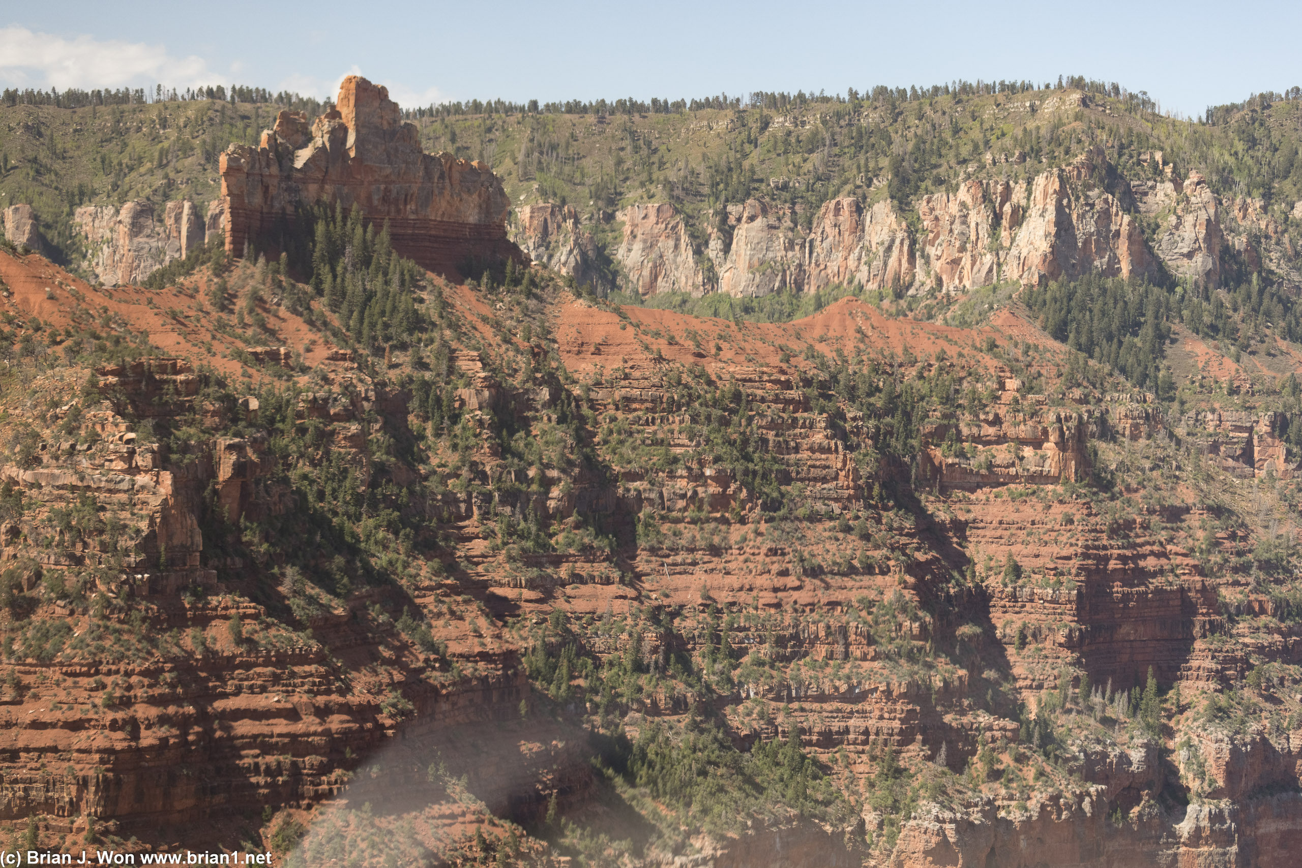 Trees and blades of rock.