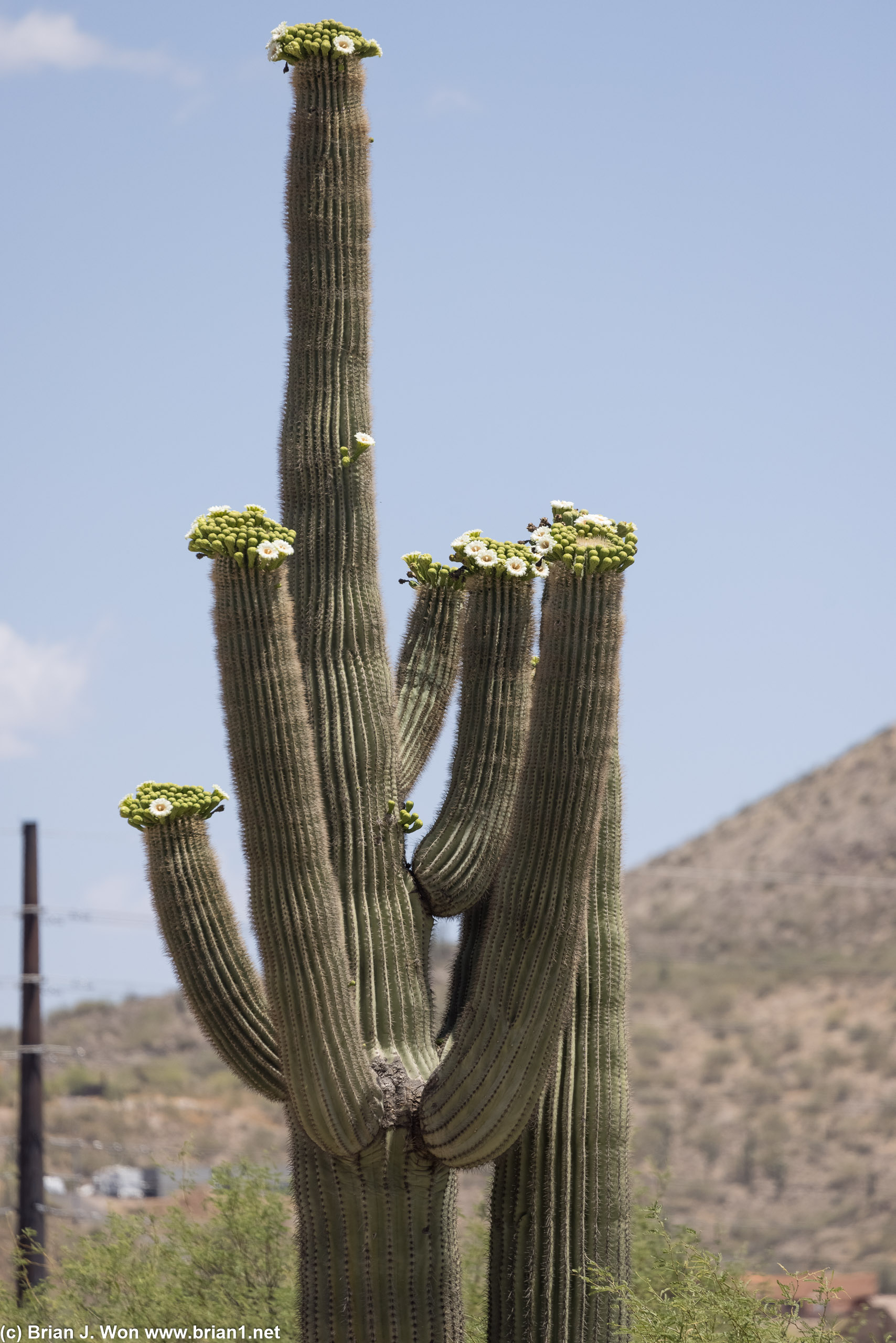 New River, AZ has a bunch of cacti right off the main drag.