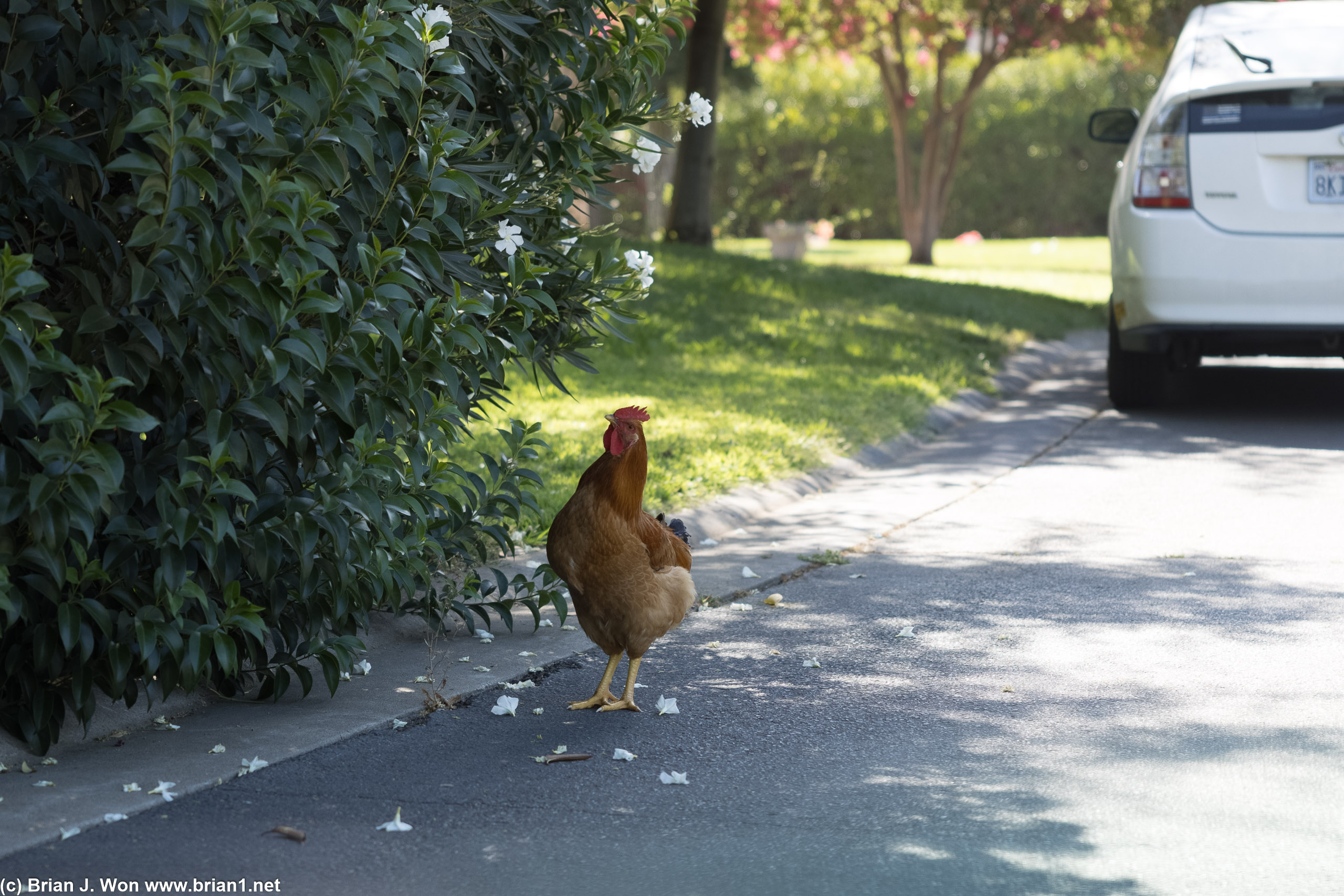 Why did the rooster cross the road?