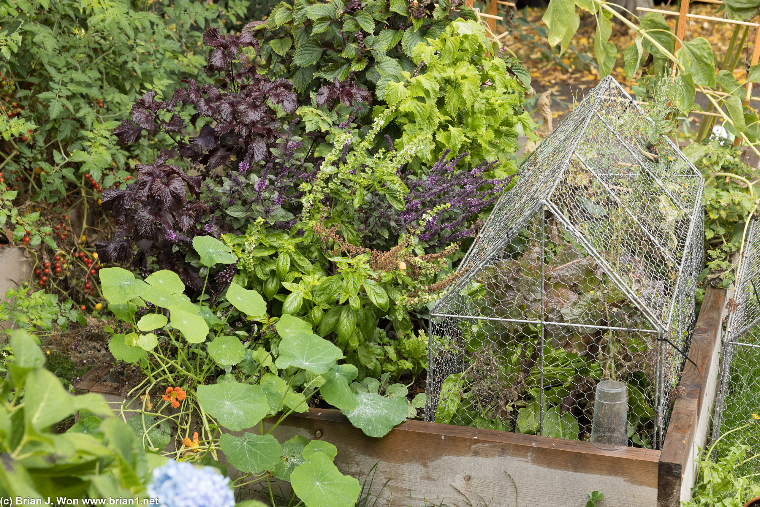 Healthy garden.