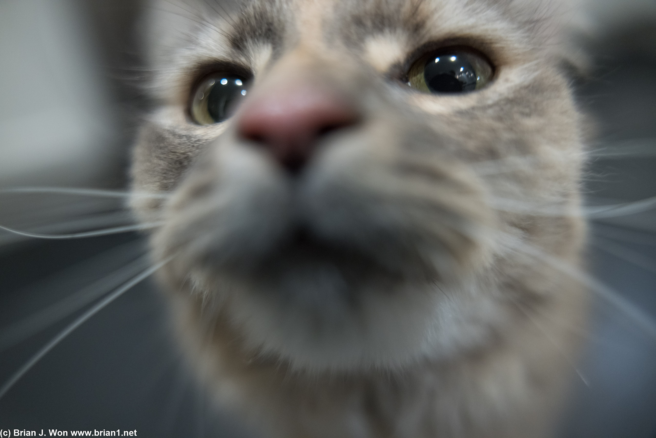 More kitties!