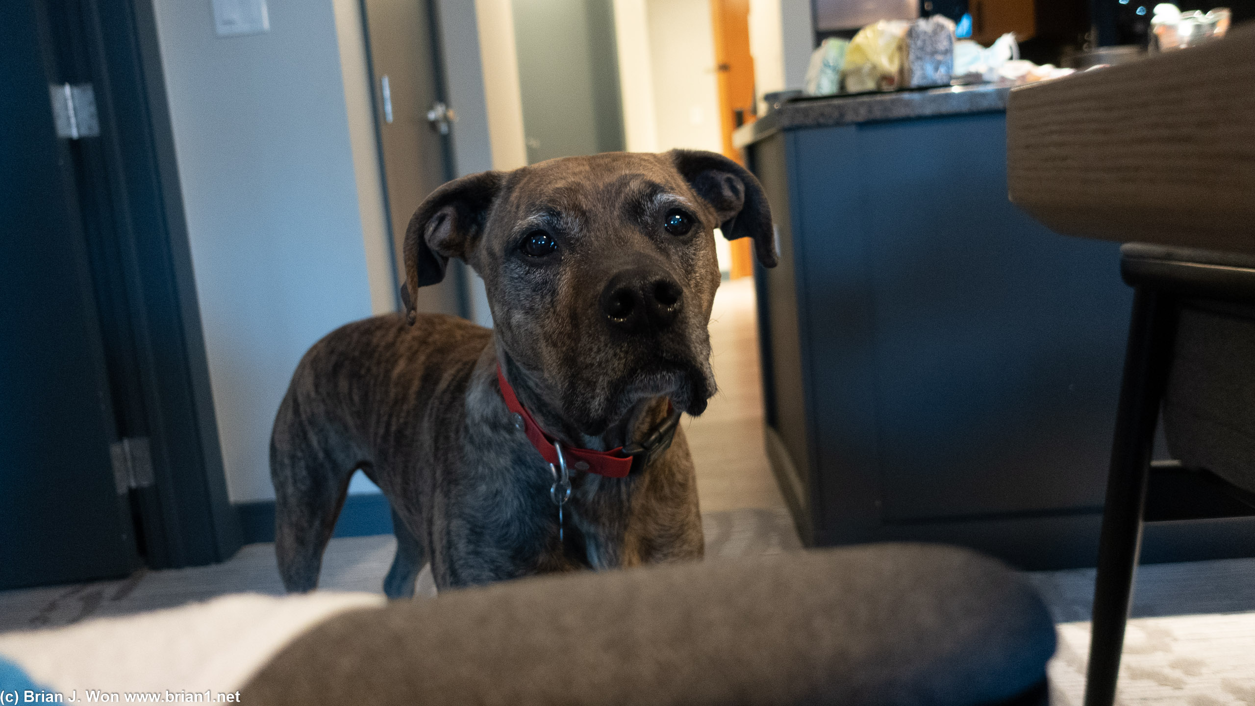 Begging.