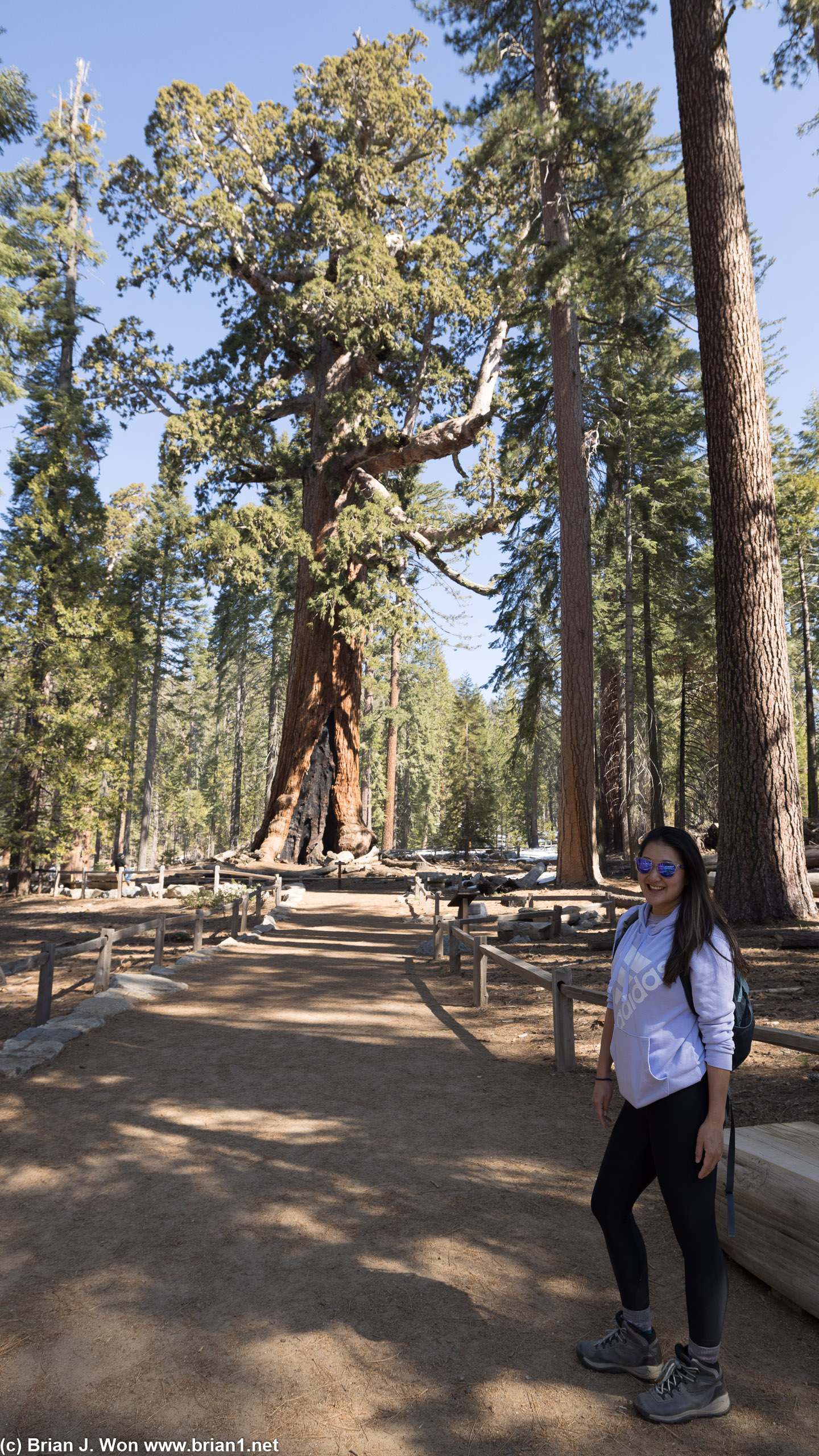 In front of the Grizzly Giant.