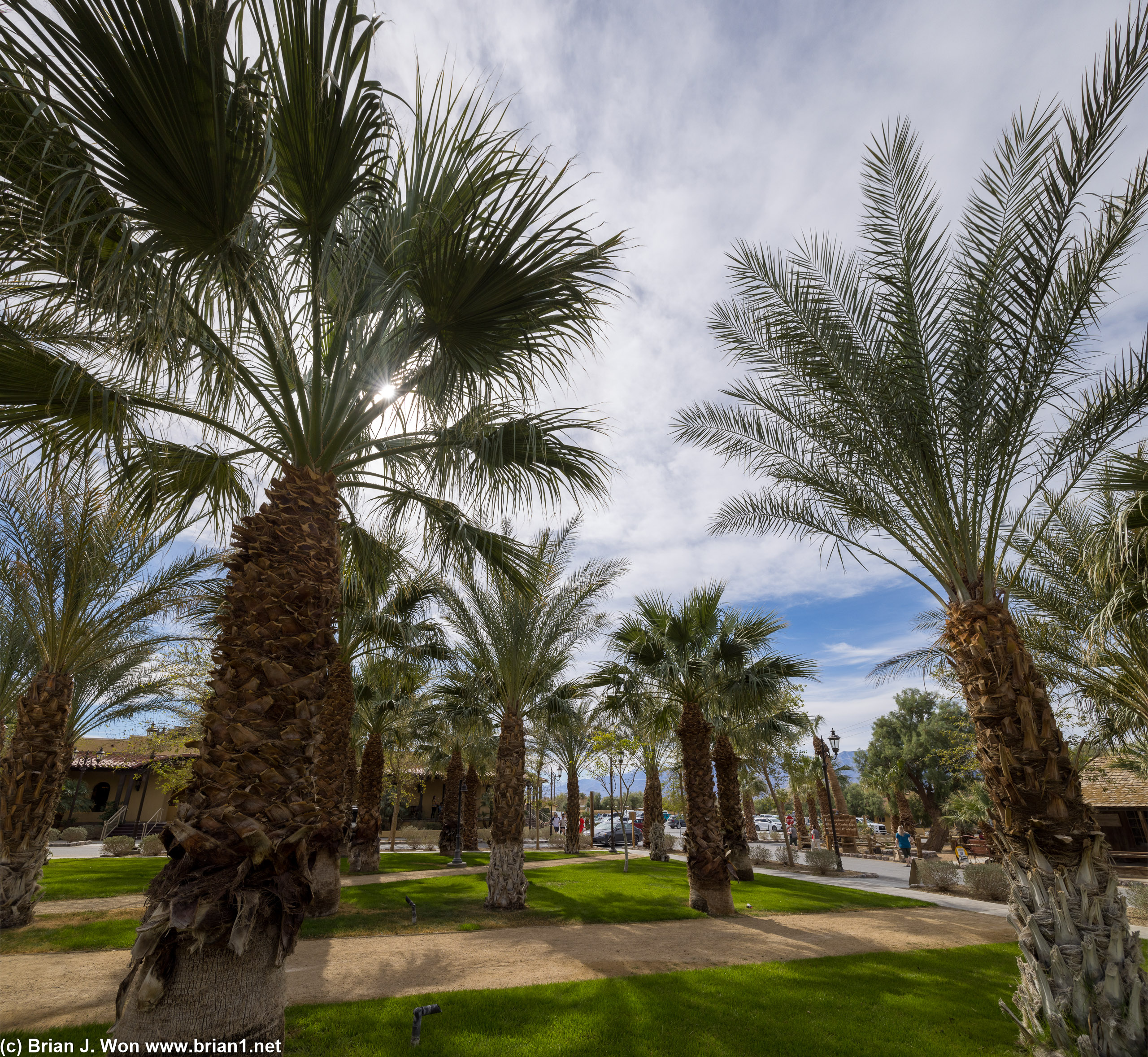 I wonder how long ago they imported all these palm trees.