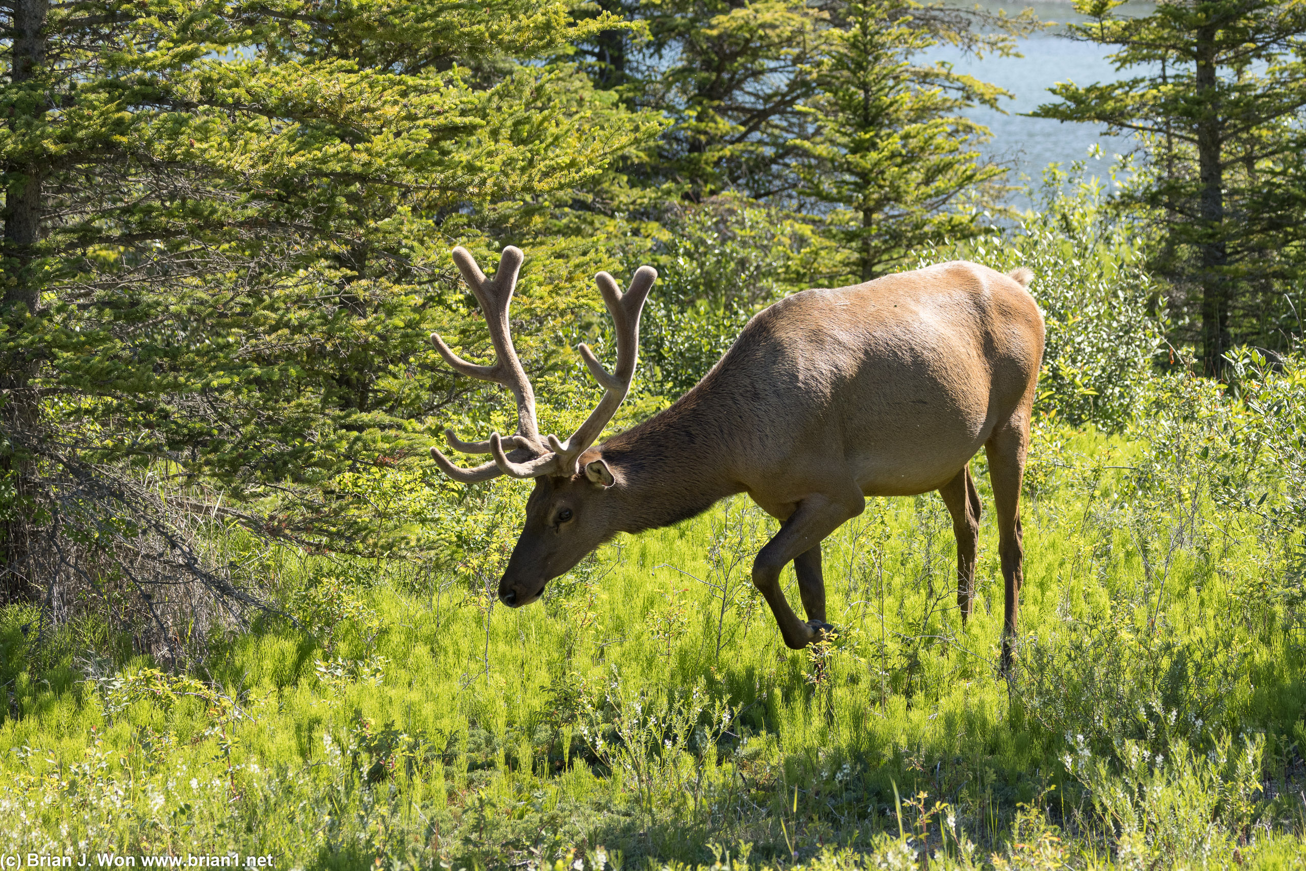 There was a second elk in the trees behind the first one.