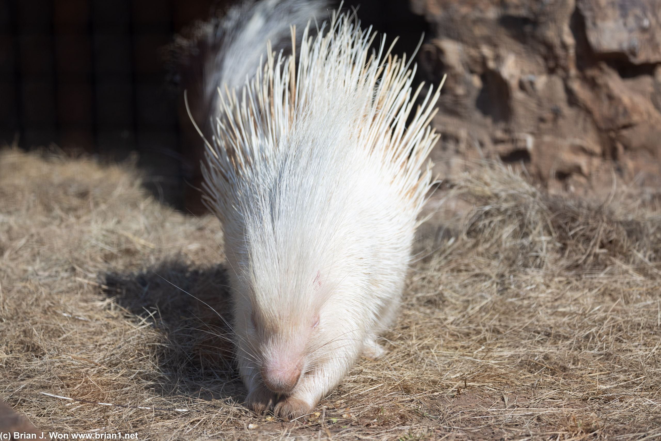 A white porcupine at Lion and Safari Park.