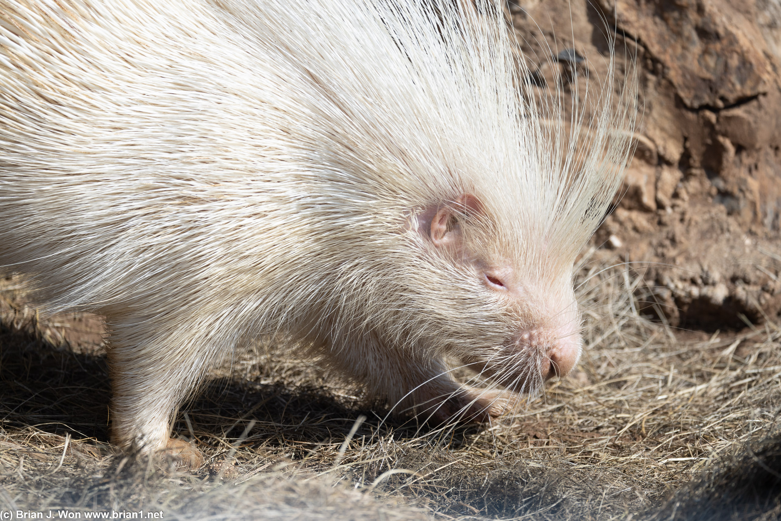 Actually an albino. Would not survive in the wild.