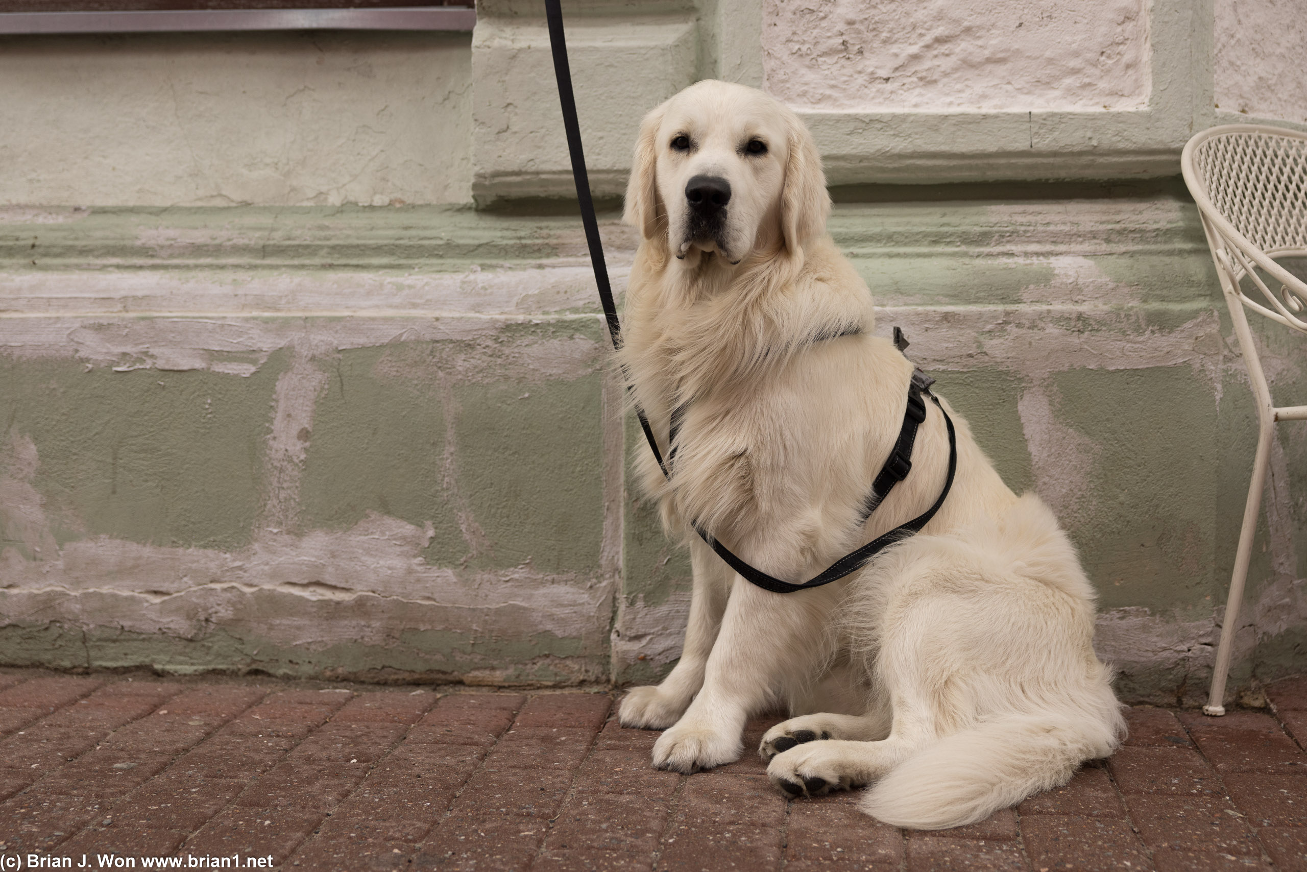 Beautiful golden retreiver waiting for his/her owner.