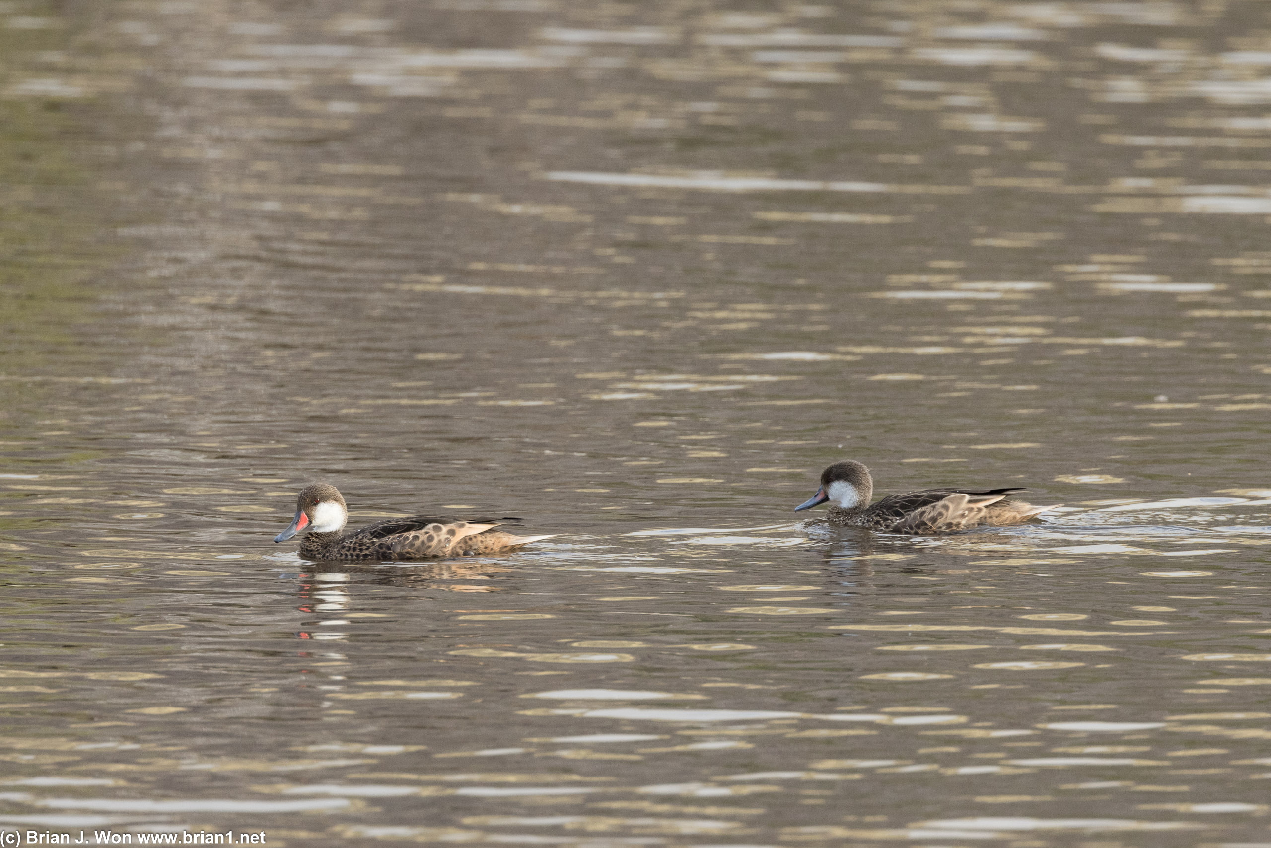 White-cheeked pintail duck.