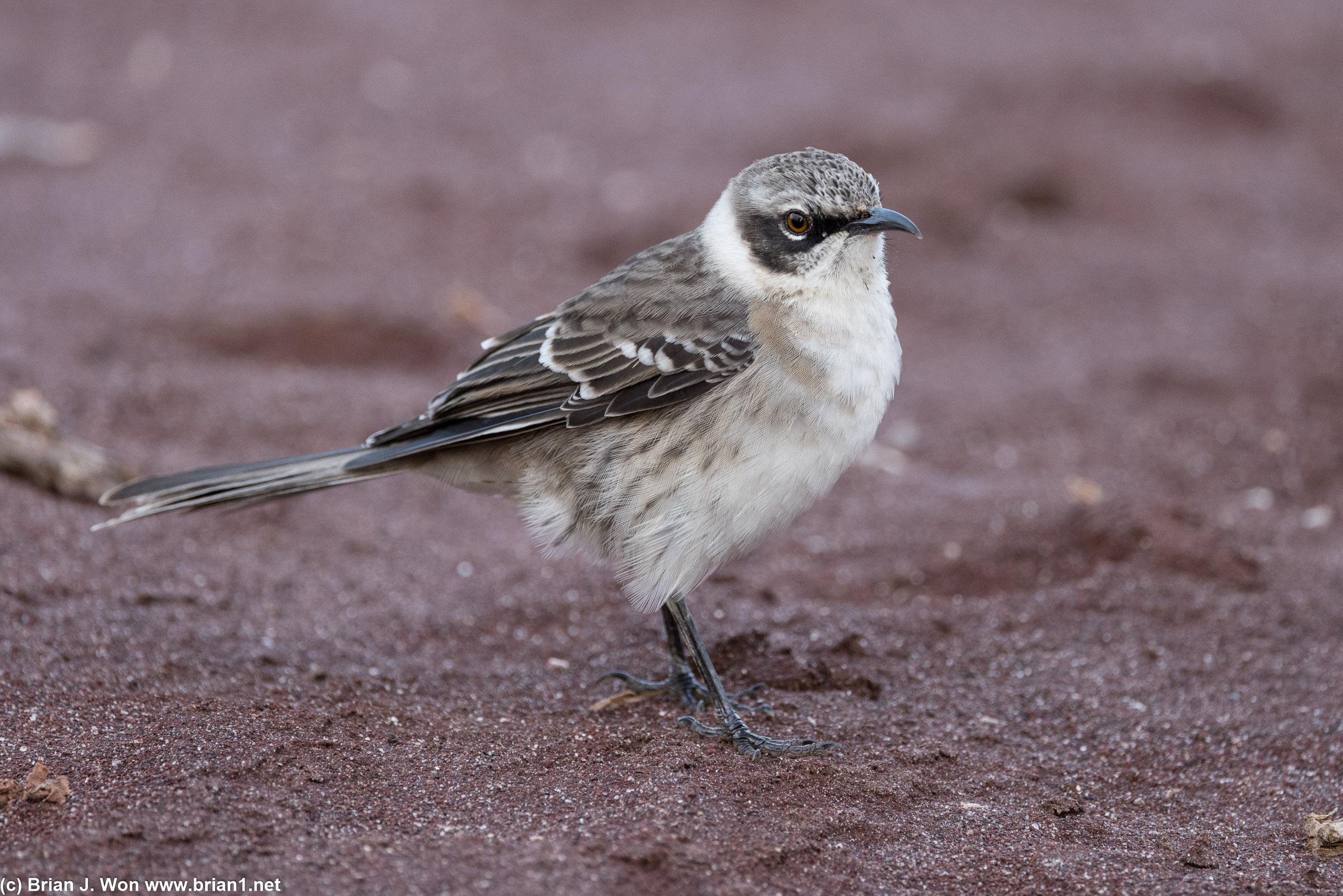 Galapagos mockingbird.