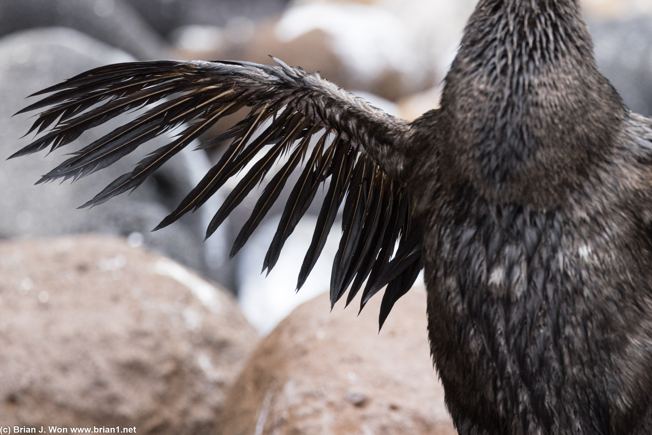 Close-up of the vestigal wings.