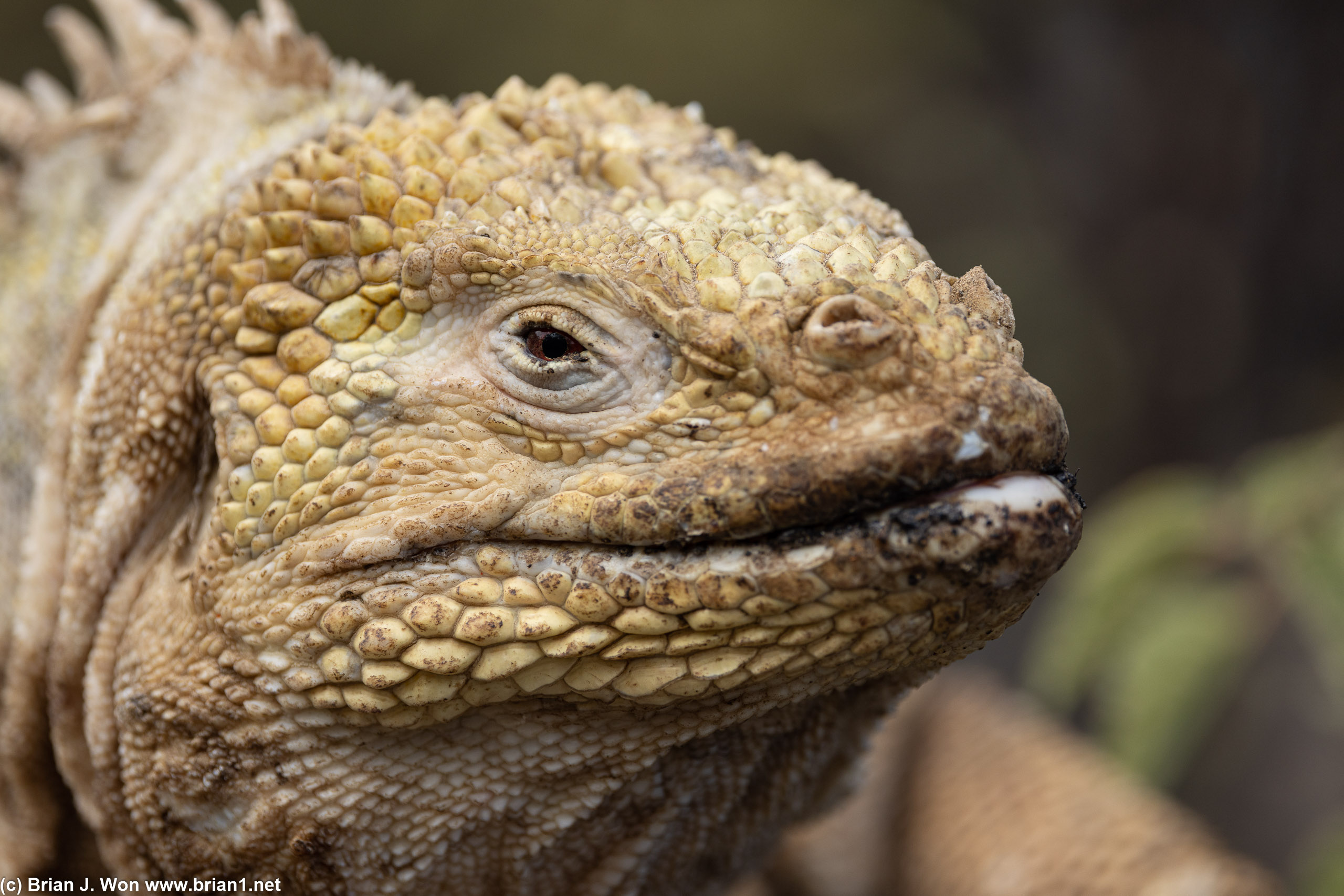 Close-up.
