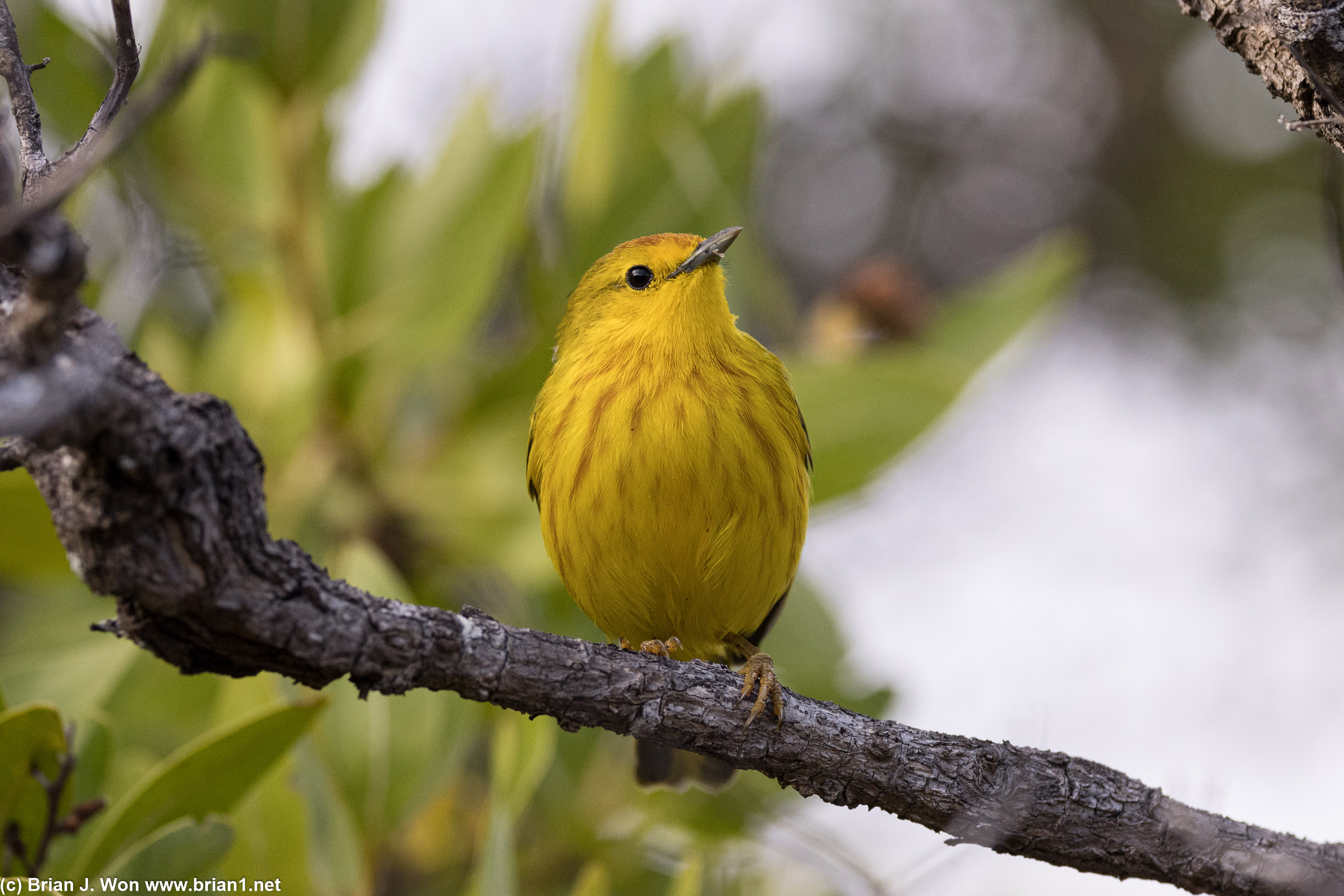 Yellow warbler.