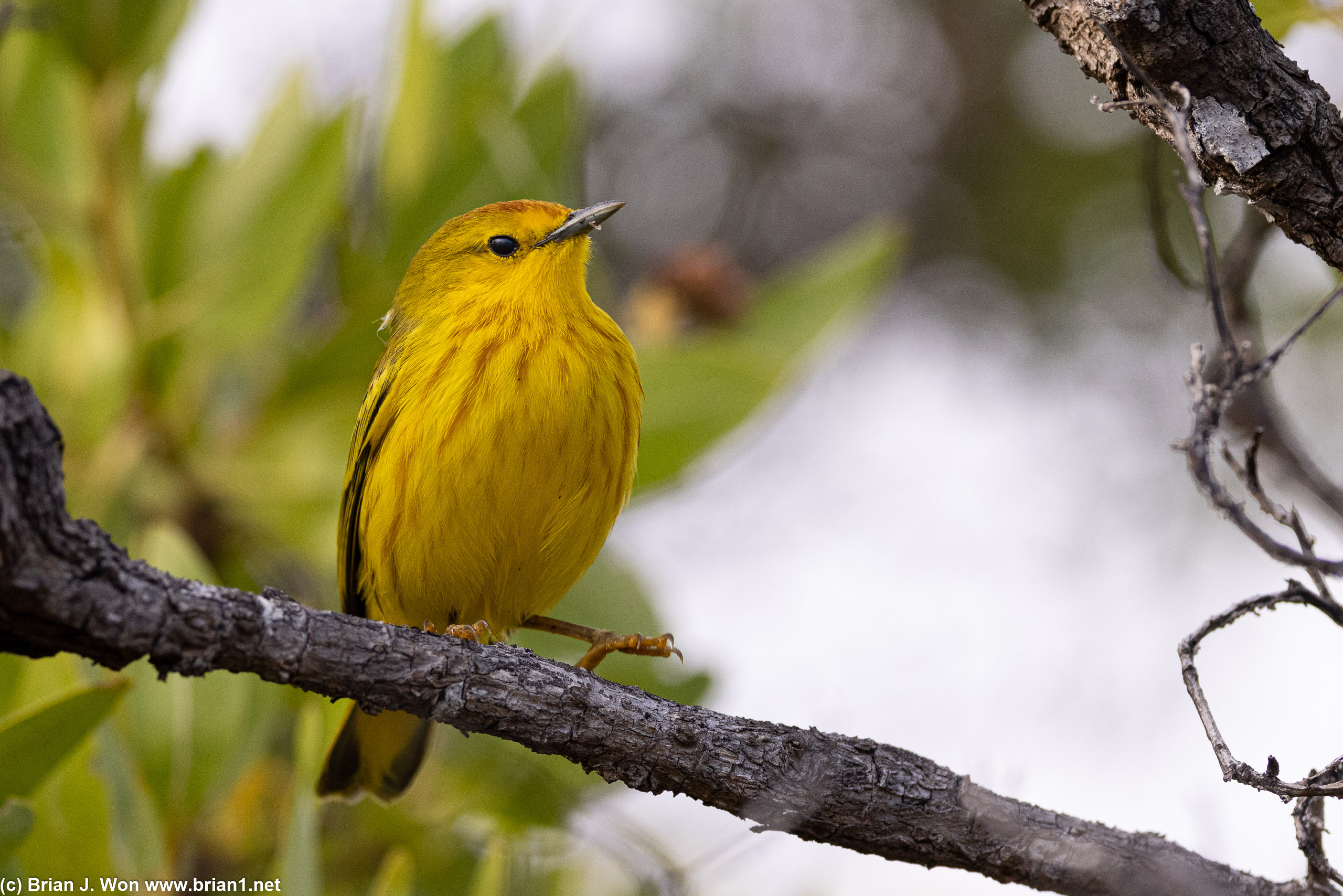 Yellow warbler changing poses.