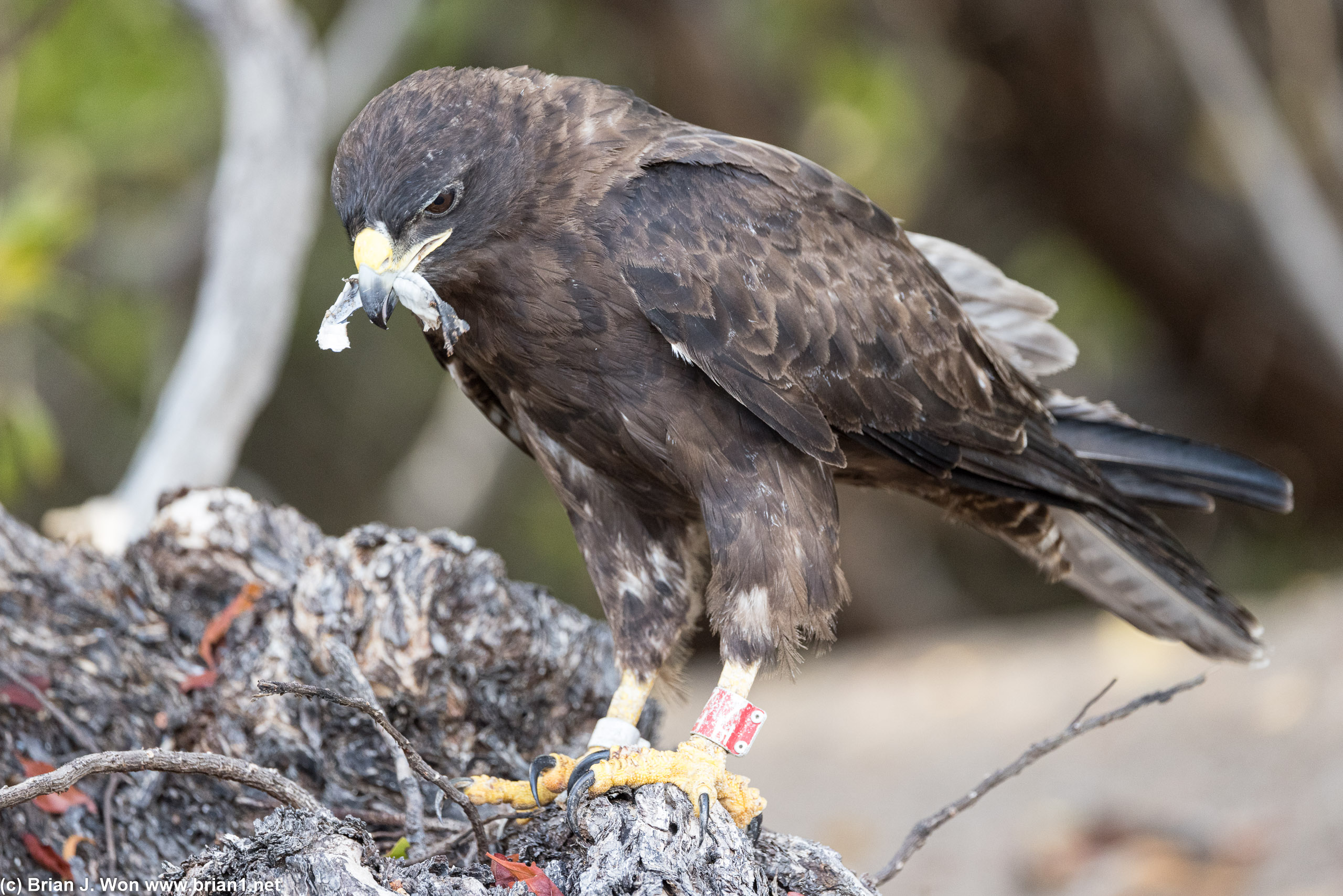 Galapagos hawk having breakfast.
