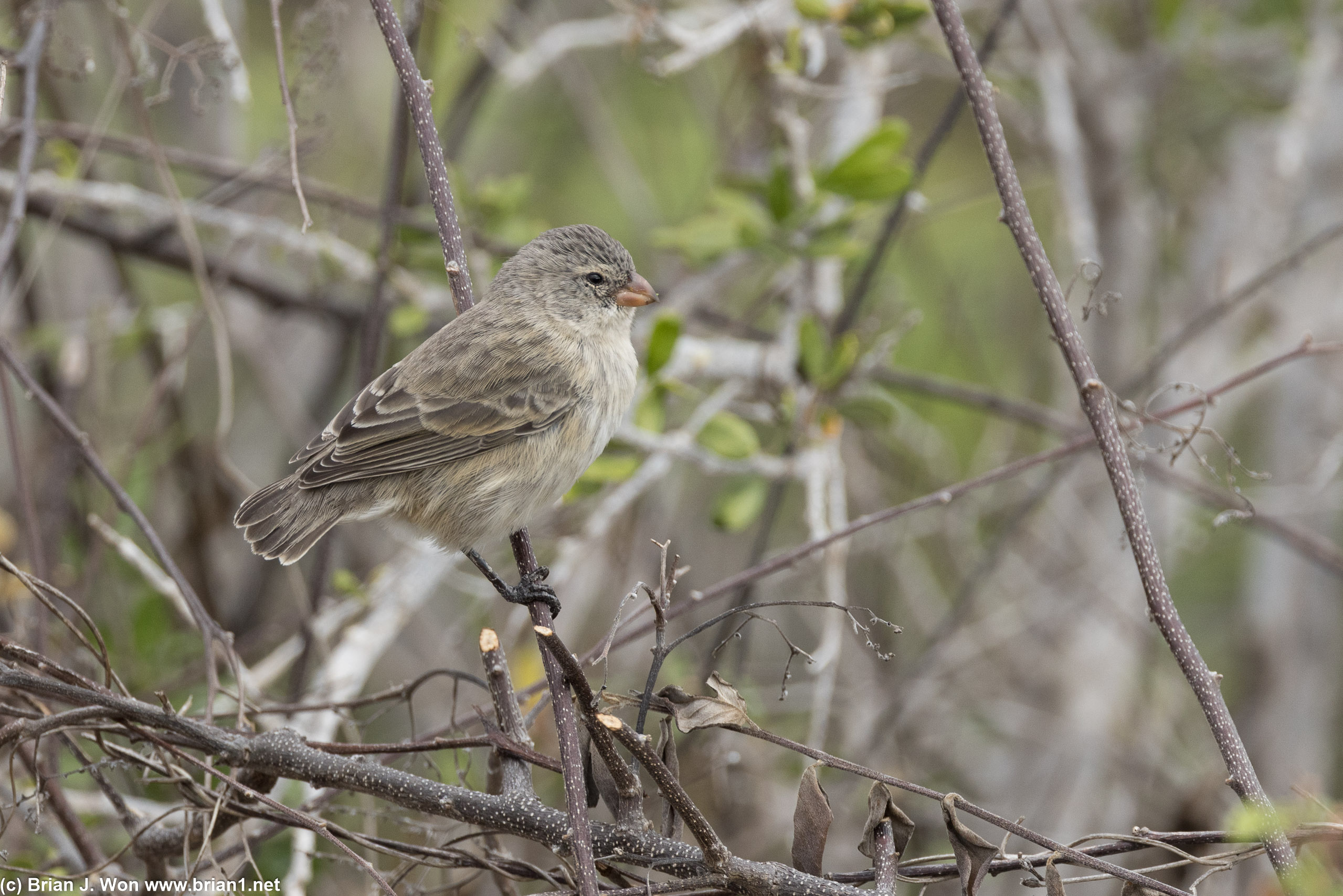 Medium ground finch.