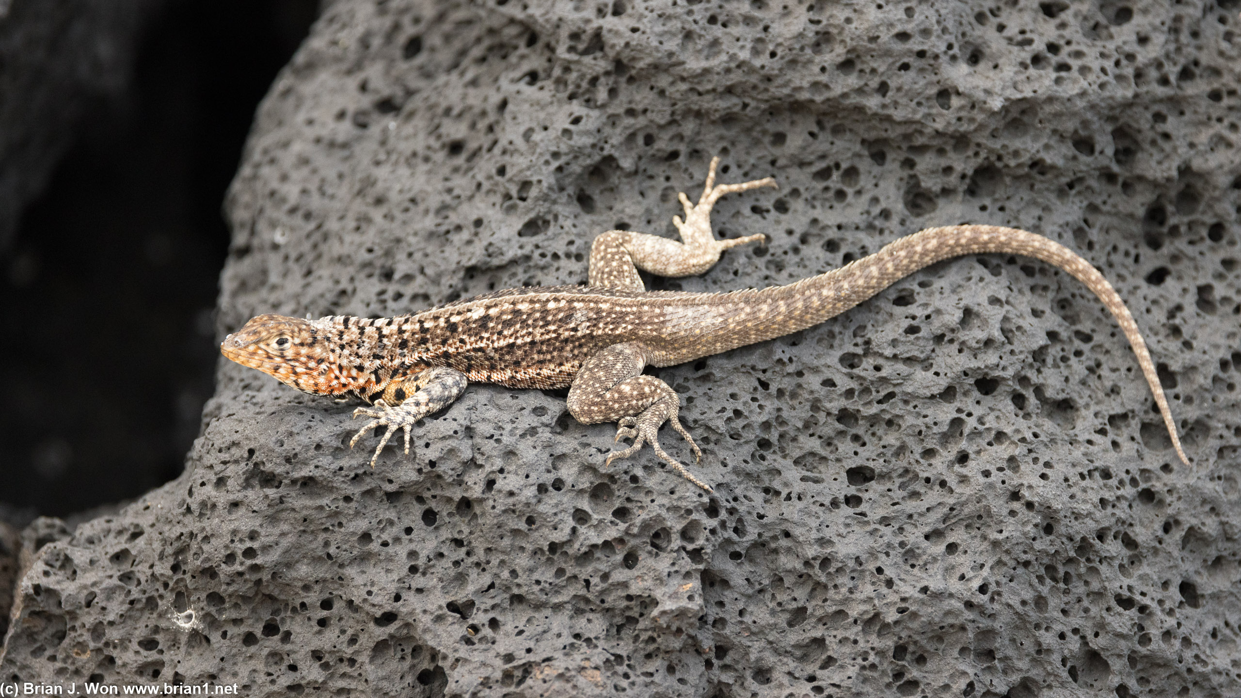 More colorful lizards.