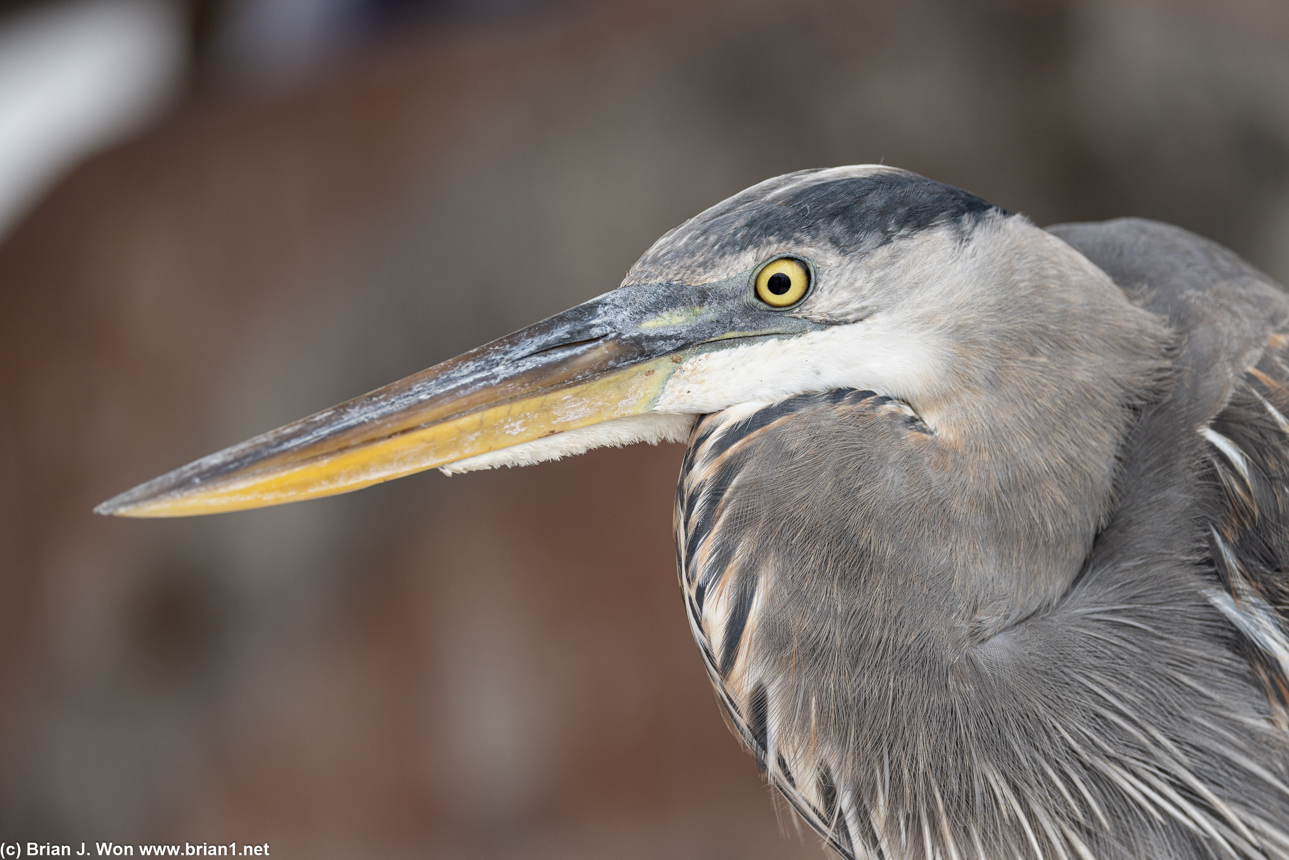 Great blue heron headshot.