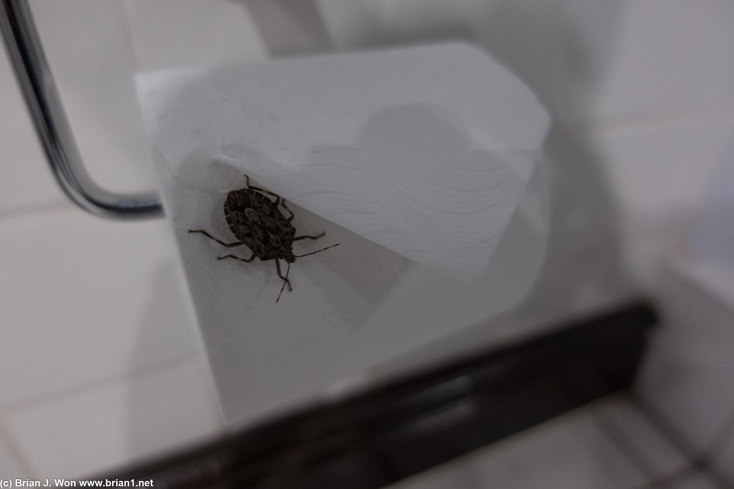 Uninvited guest.