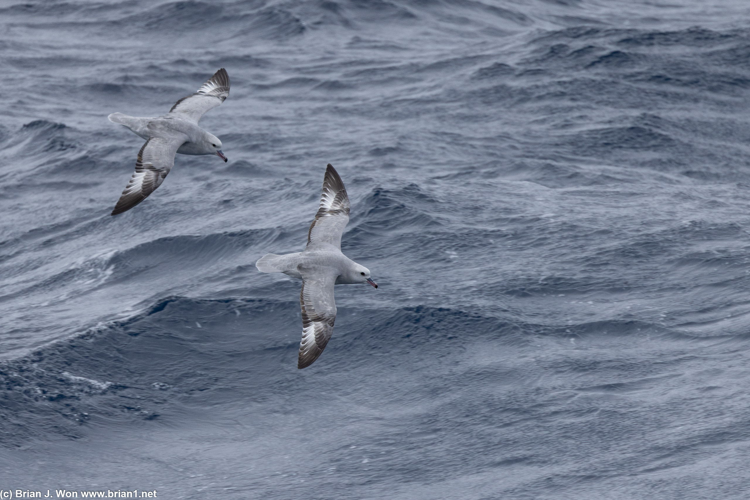 Southern fulmars.