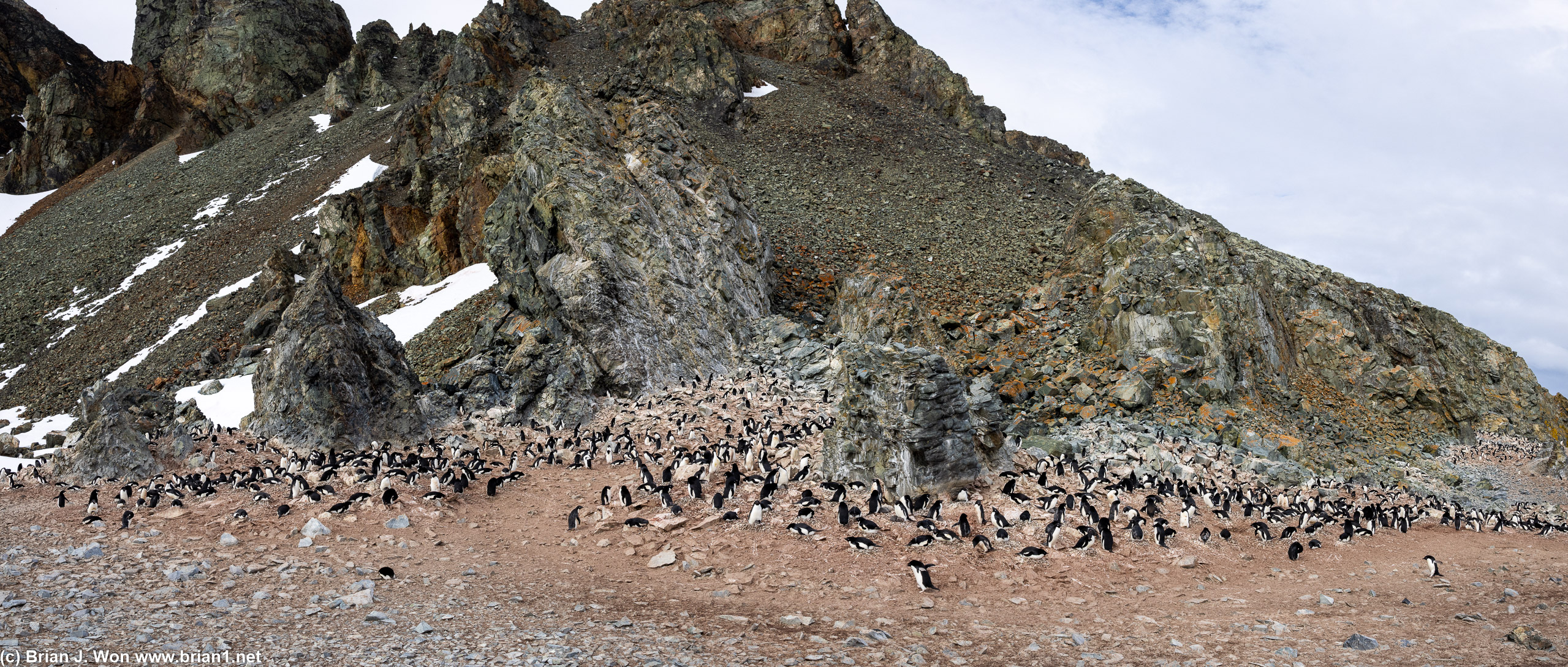Good-sized adelie colony.
