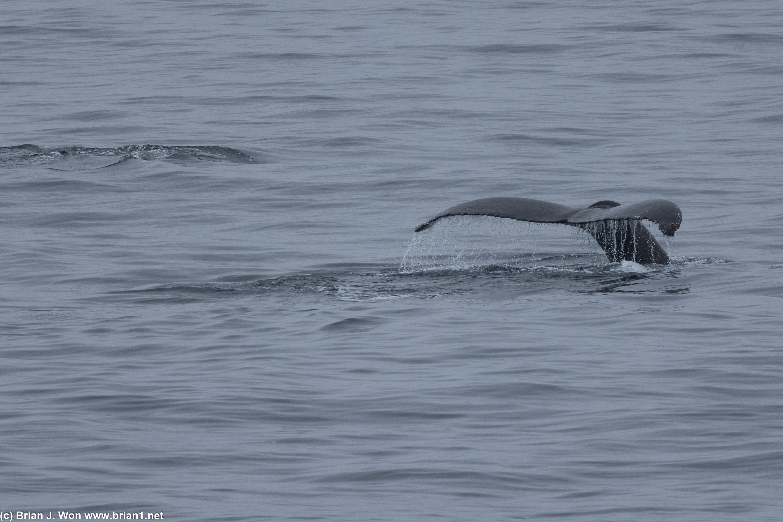Humpback whales a little further south in Skog Bay, between Andersen Island and Orford Cliff.