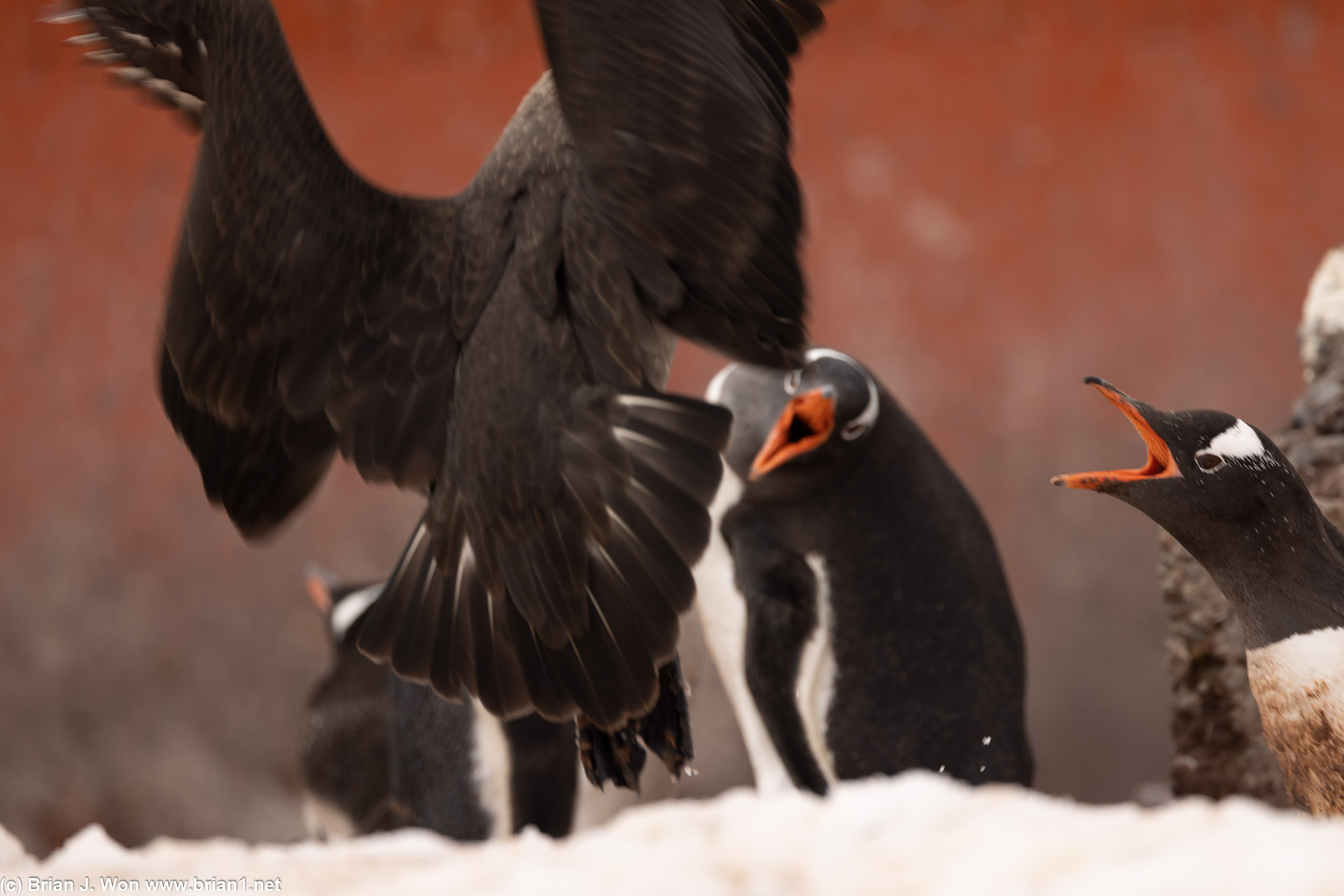 Chasing away an unwanted guest.