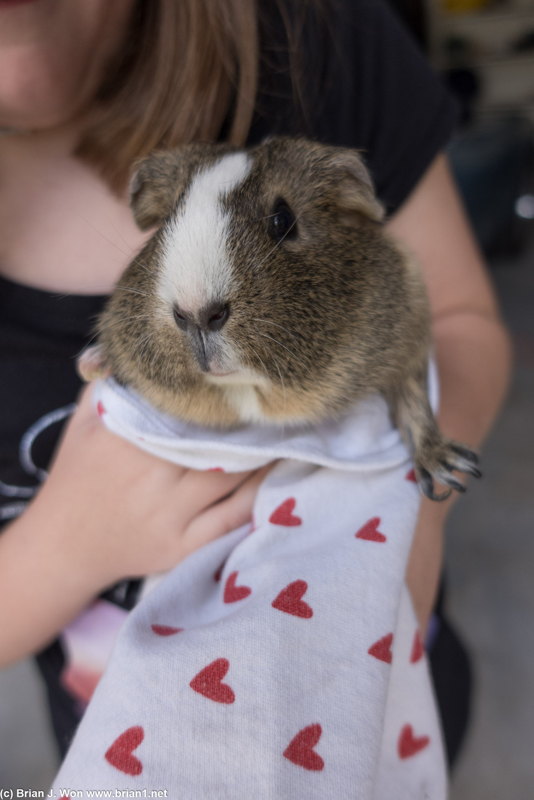 Meet Mr. Wiggles!