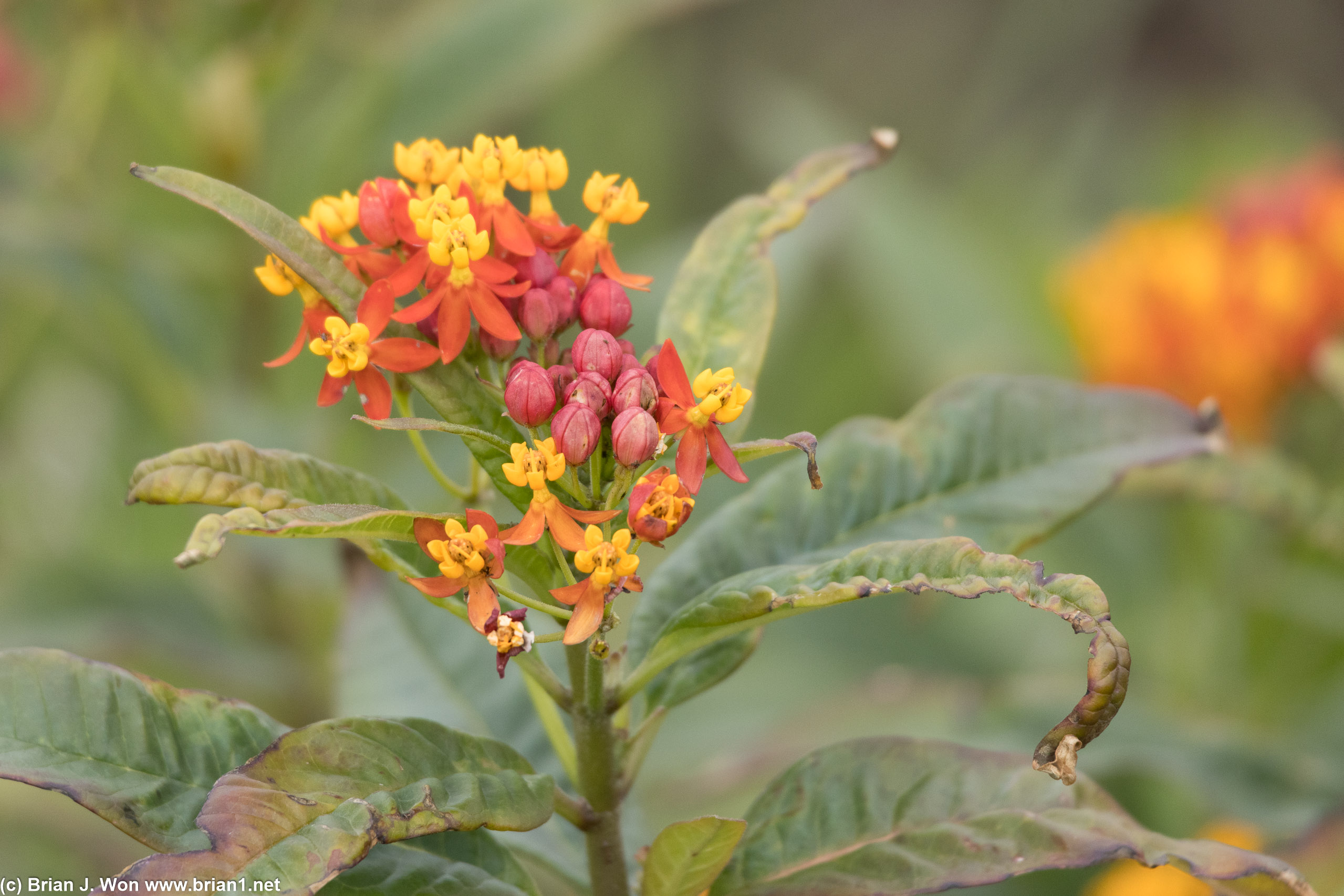 Flowers.