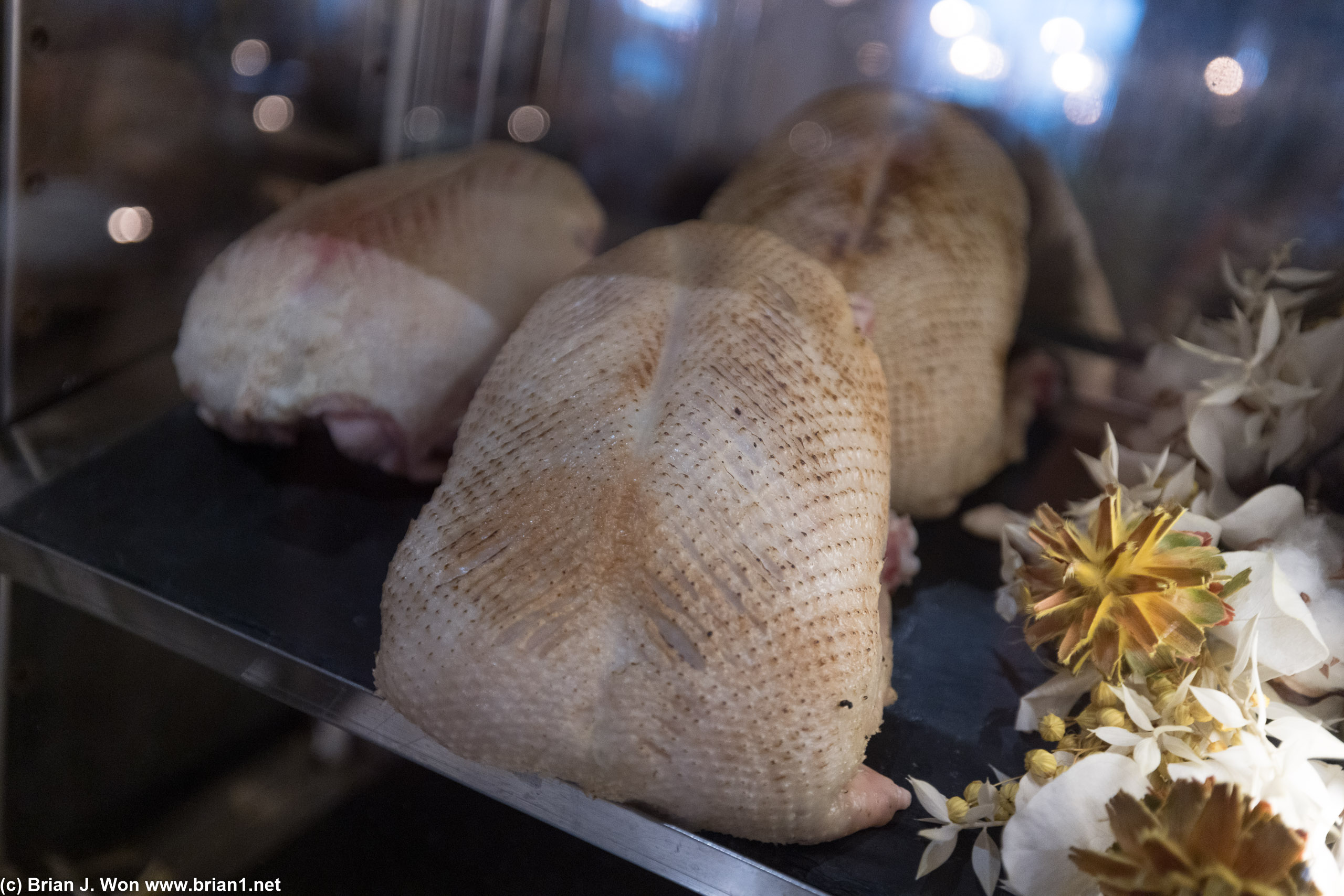 Duck on display.