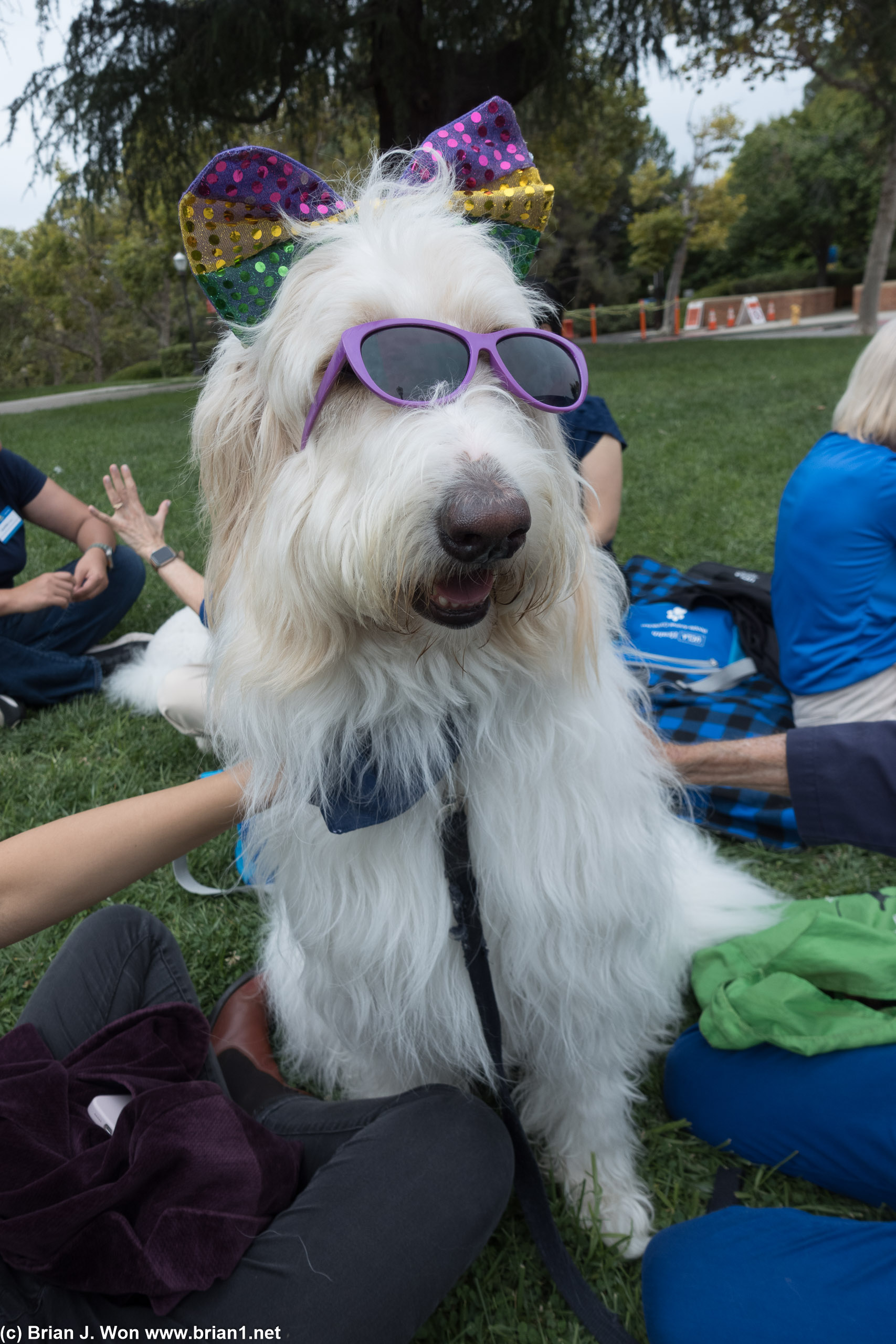 Henry, UCLA People-Animal Connection pup.